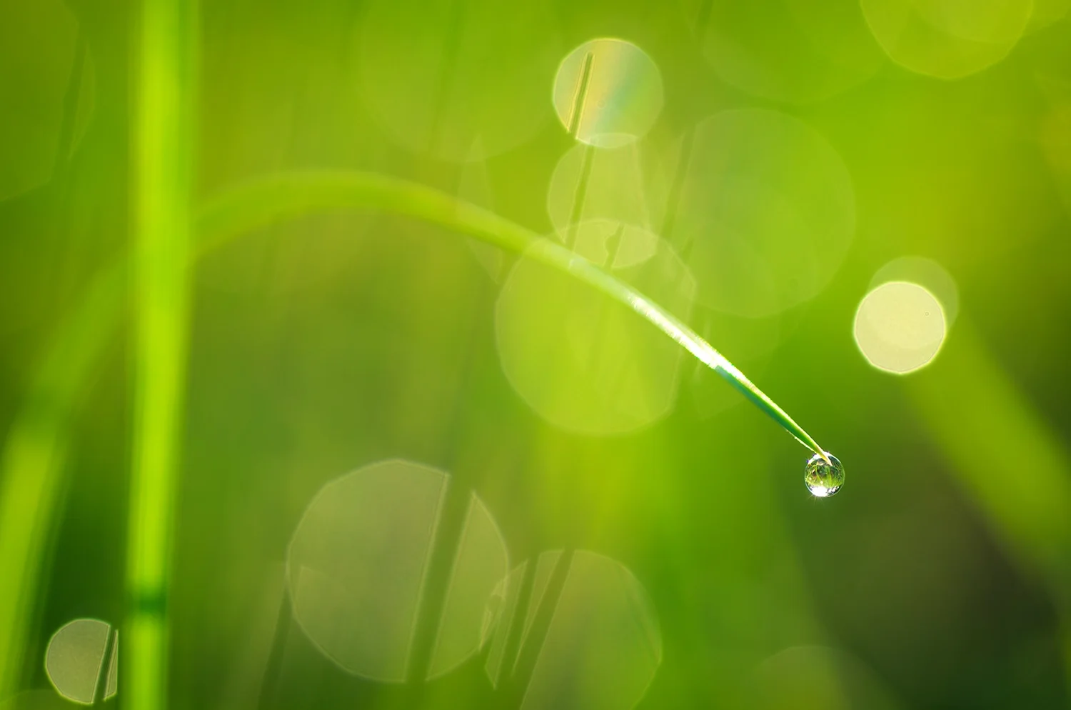 Close-up of a green blade of grass with a water droplet at its tip, reflecting the surrounding environment, set against a blurred green background with circular light bokeh.