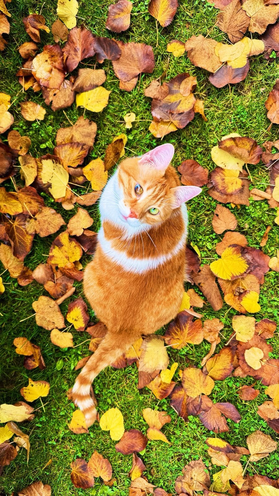 Top-down view of an orange and white cat lying on a patch of grass covered with fallen autumn leaves.