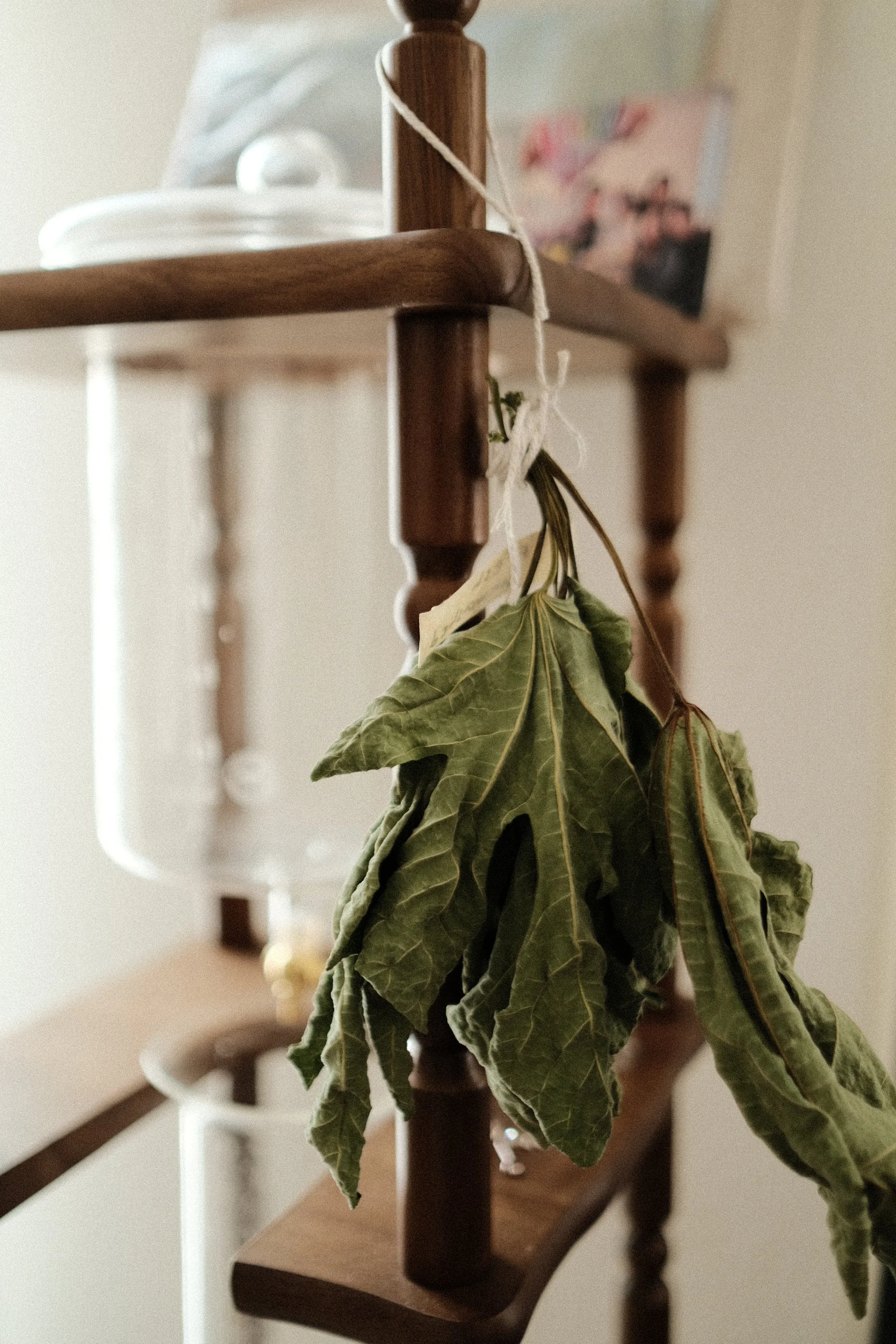 Behind the scenes: fig leaves