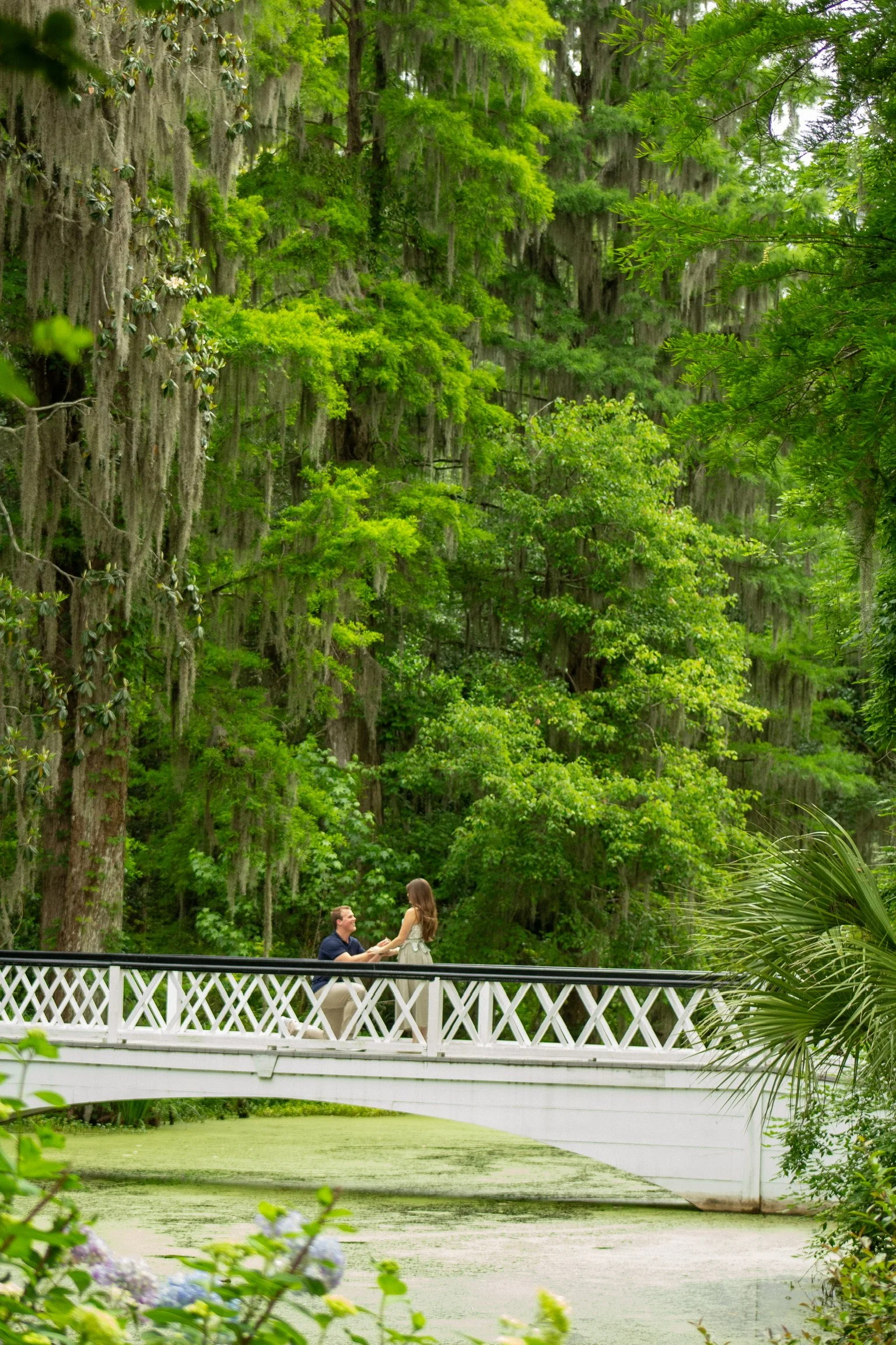 A couple is standing on a white wooden bridge over a small pond covered with green algae. The man is kneeling and holding the woman's hands, and they are surrounded by tall trees with Spanish moss hanging from the branches.