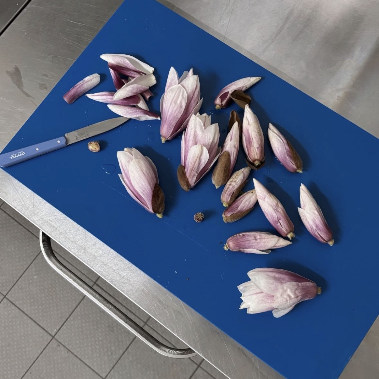 Magnolia flowers on a blue cutting board with a kitchen knife, some of the flowers still have their brown seed pods attached.