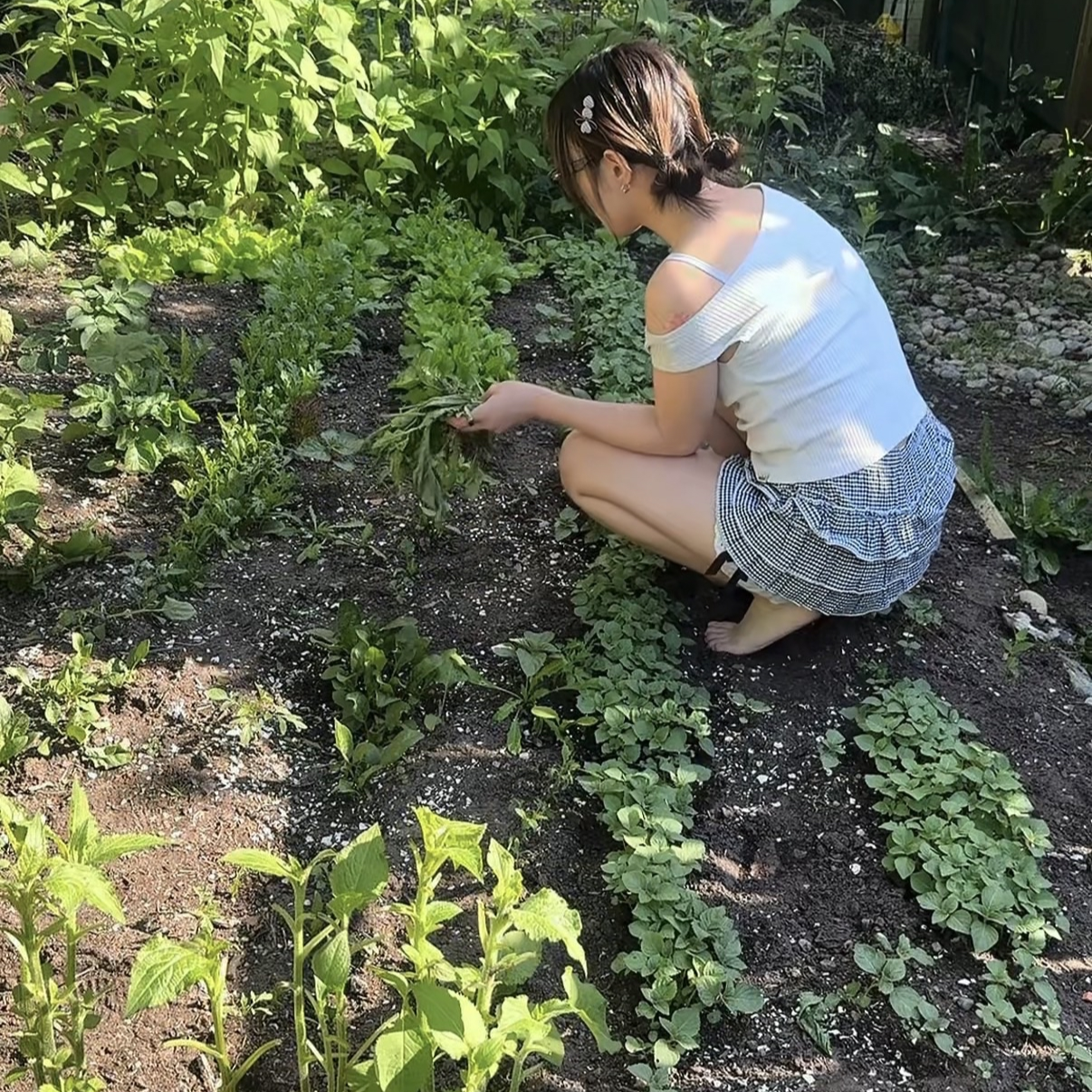 A young woman kneels in a garden, tending to rows of green leafy plants on a sunny day.