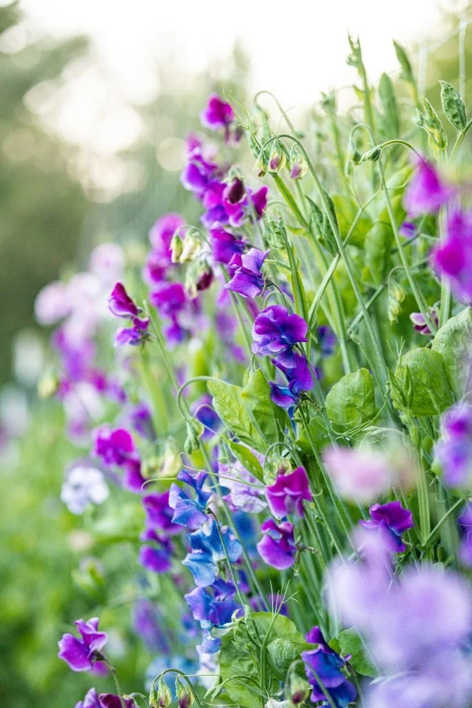 All About Flowers