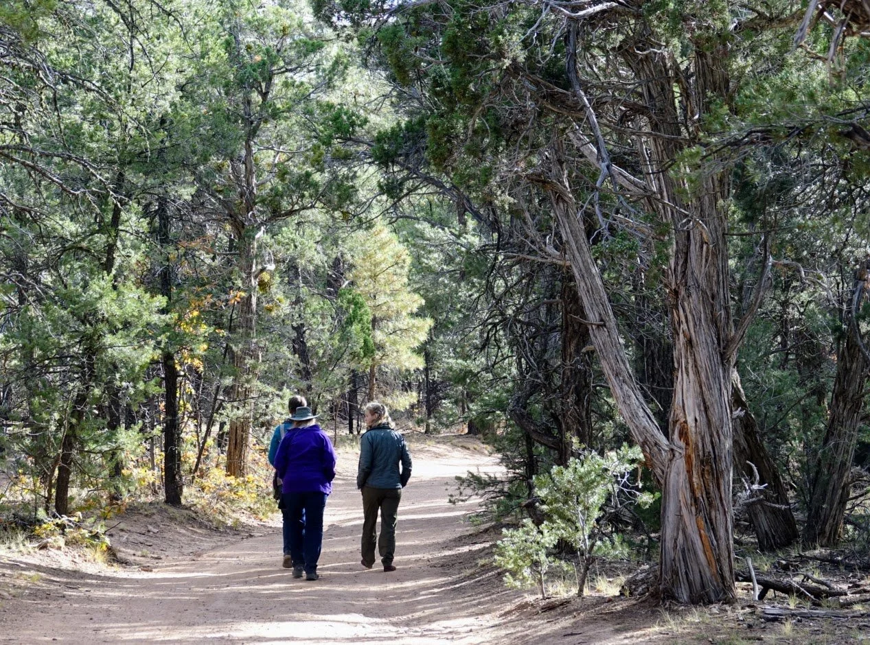 Three people hiking on a dirt trail through a forest with tall trees and green foliage.