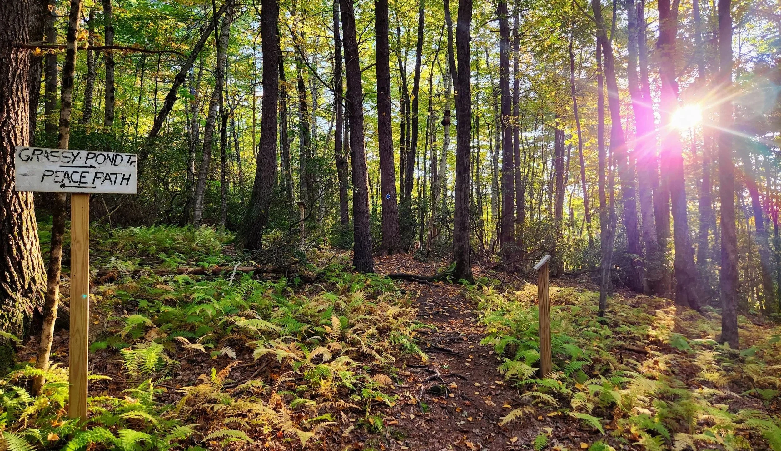 A forest scene with sunlight filtering through tall trees and a dirt trail. There are two wooden signs, one indicating 'Gressy Pond' and the other 'Peace Path'.