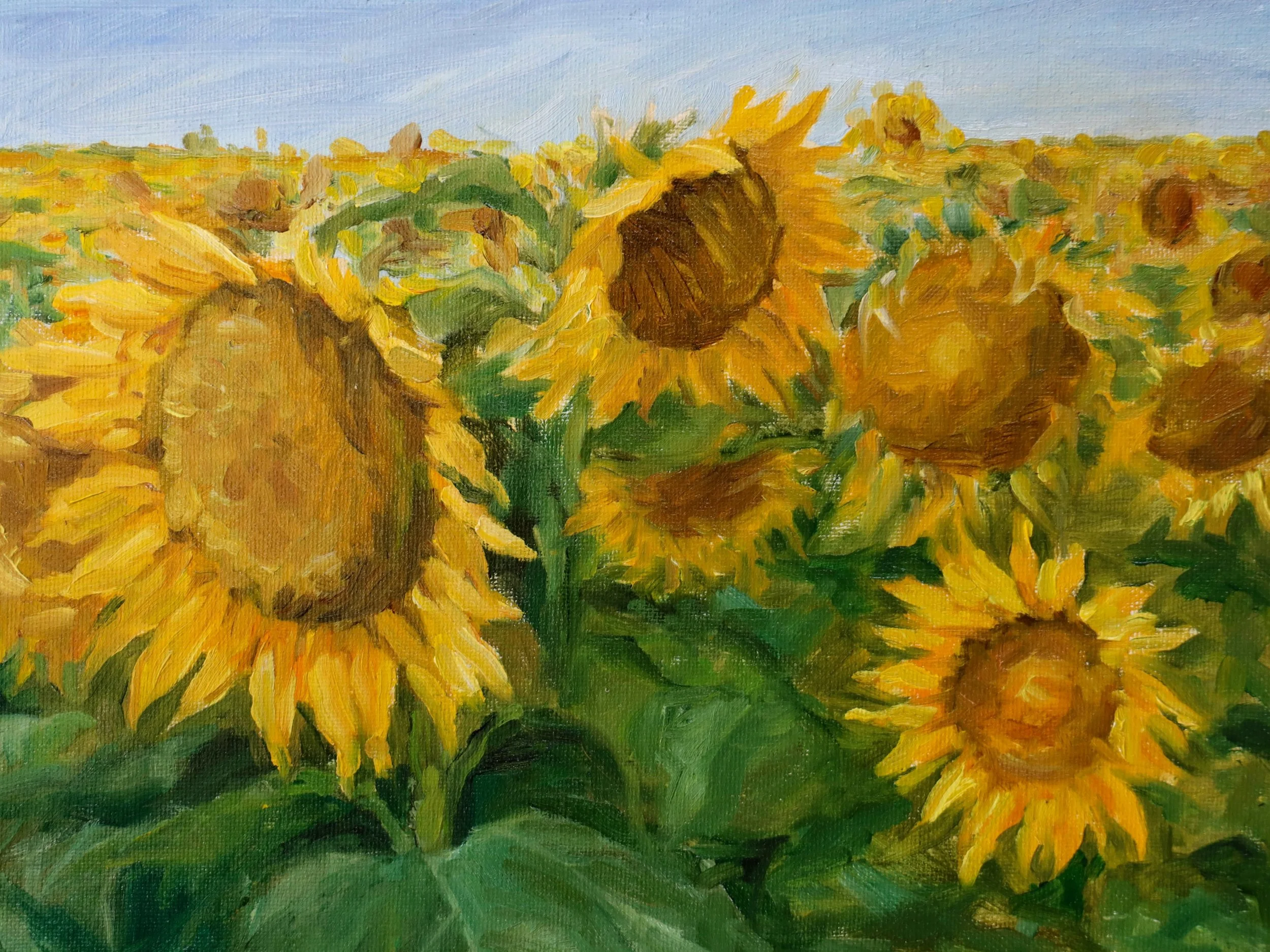 Sunflowers