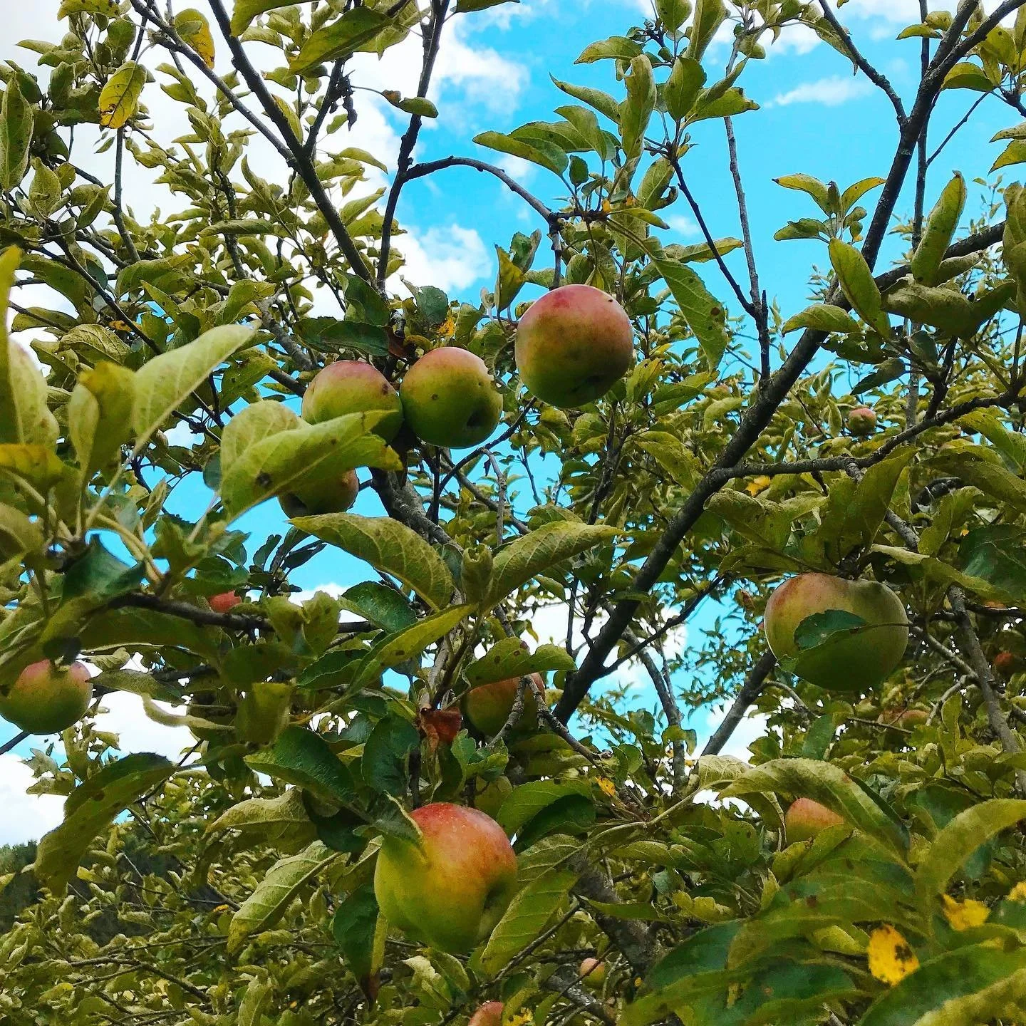 apple orchard