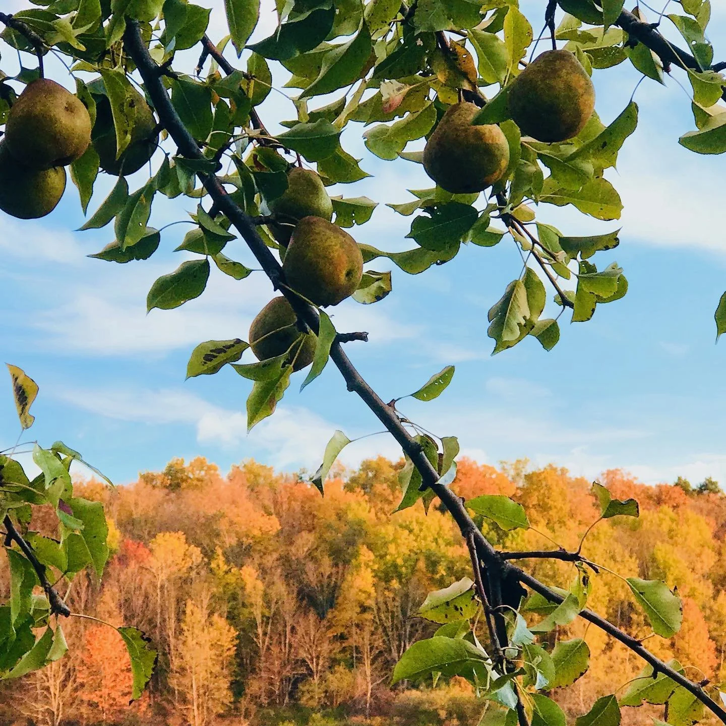 apple orchard landscape