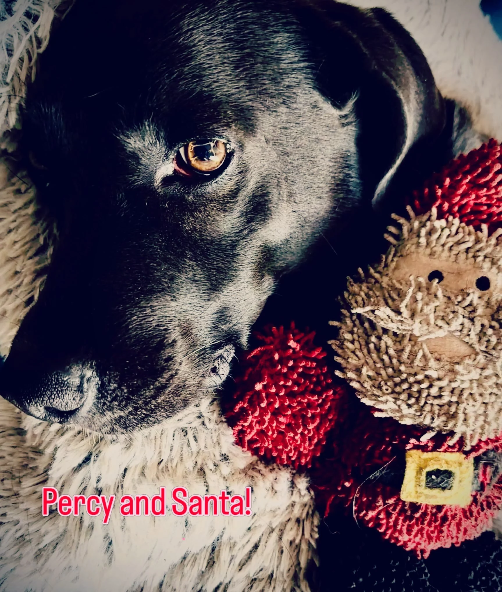 It&rsquo;s Christmas in July! This toy was the first I ever bought Percy, and it&rsquo;s still around! What&rsquo;s your fur baby&rsquo;s favorite toy?

#christmasinjuly #favoritetoy #furbabies