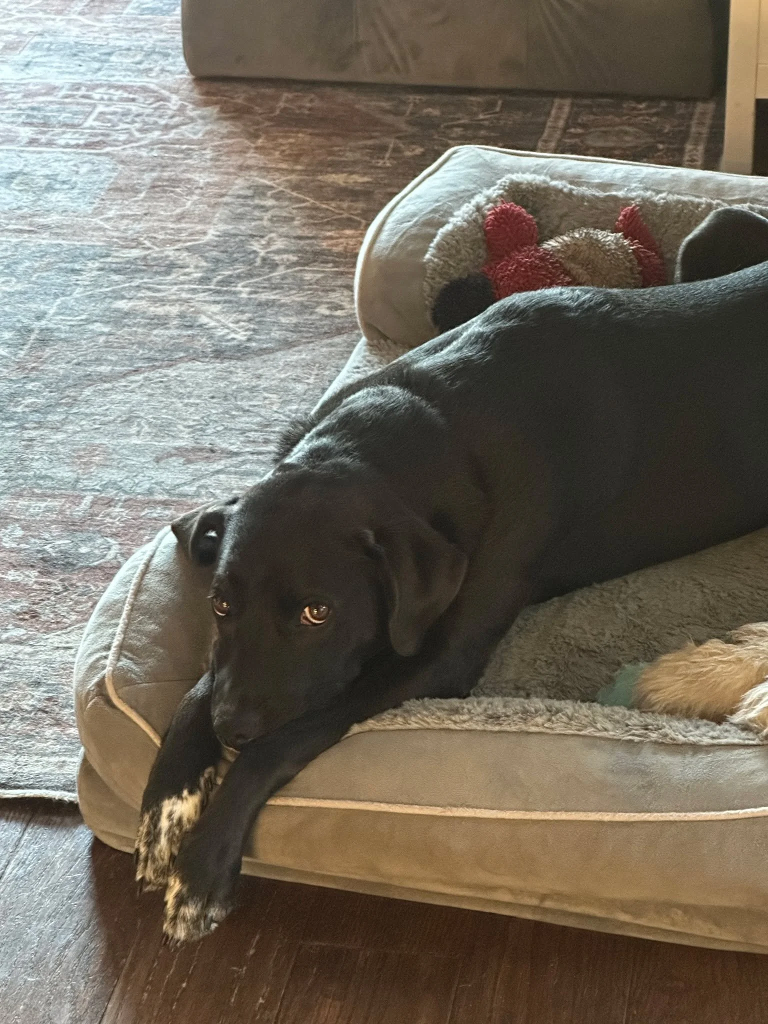 When that side eye hits due to lack of salmon snacks...

#dogs #dogsofinstagram #officialstudiopup #lordpercival