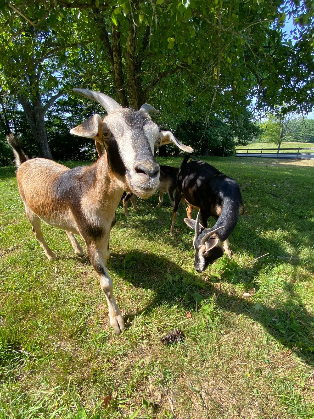 The Goats