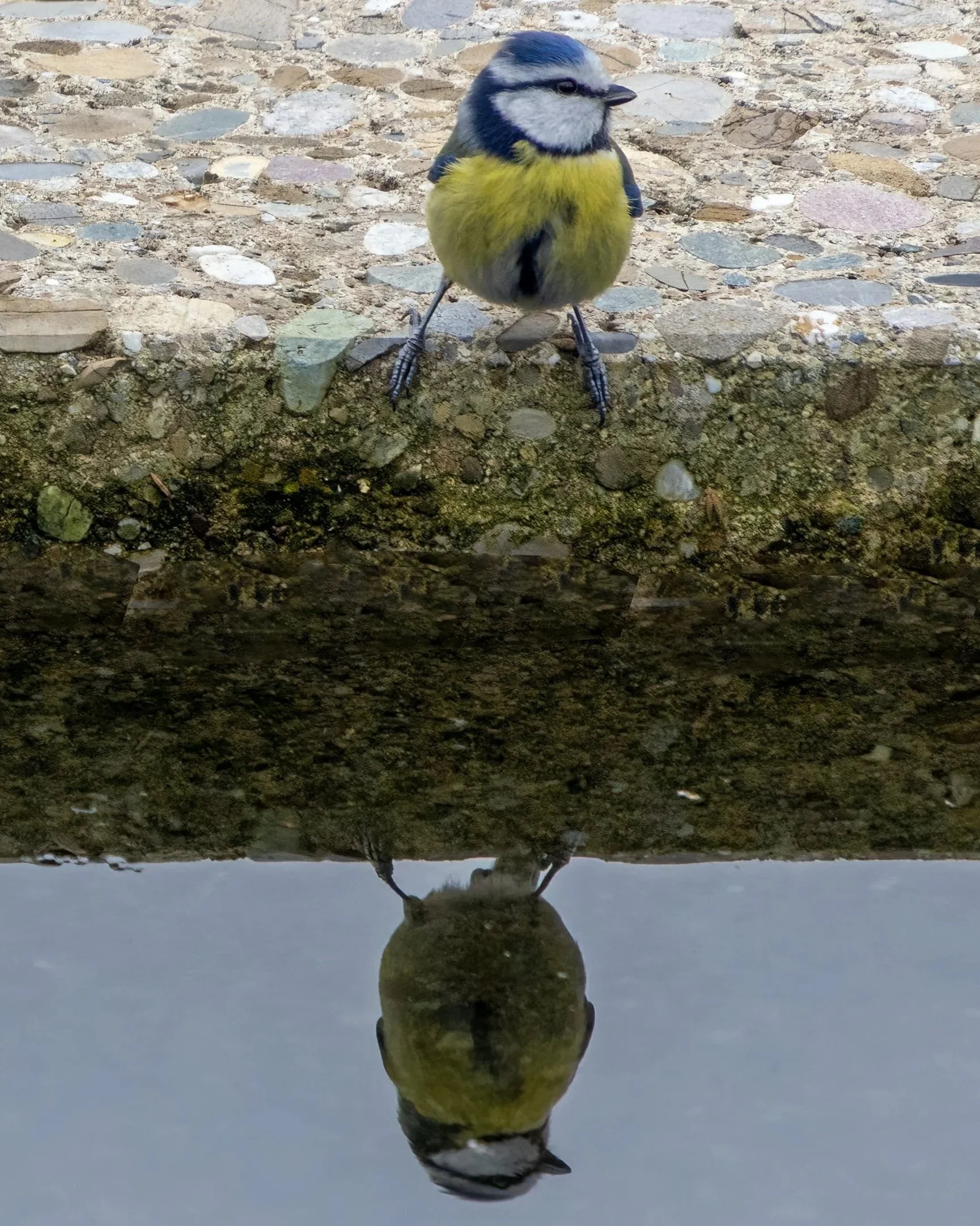 Blaumeise am poolrand