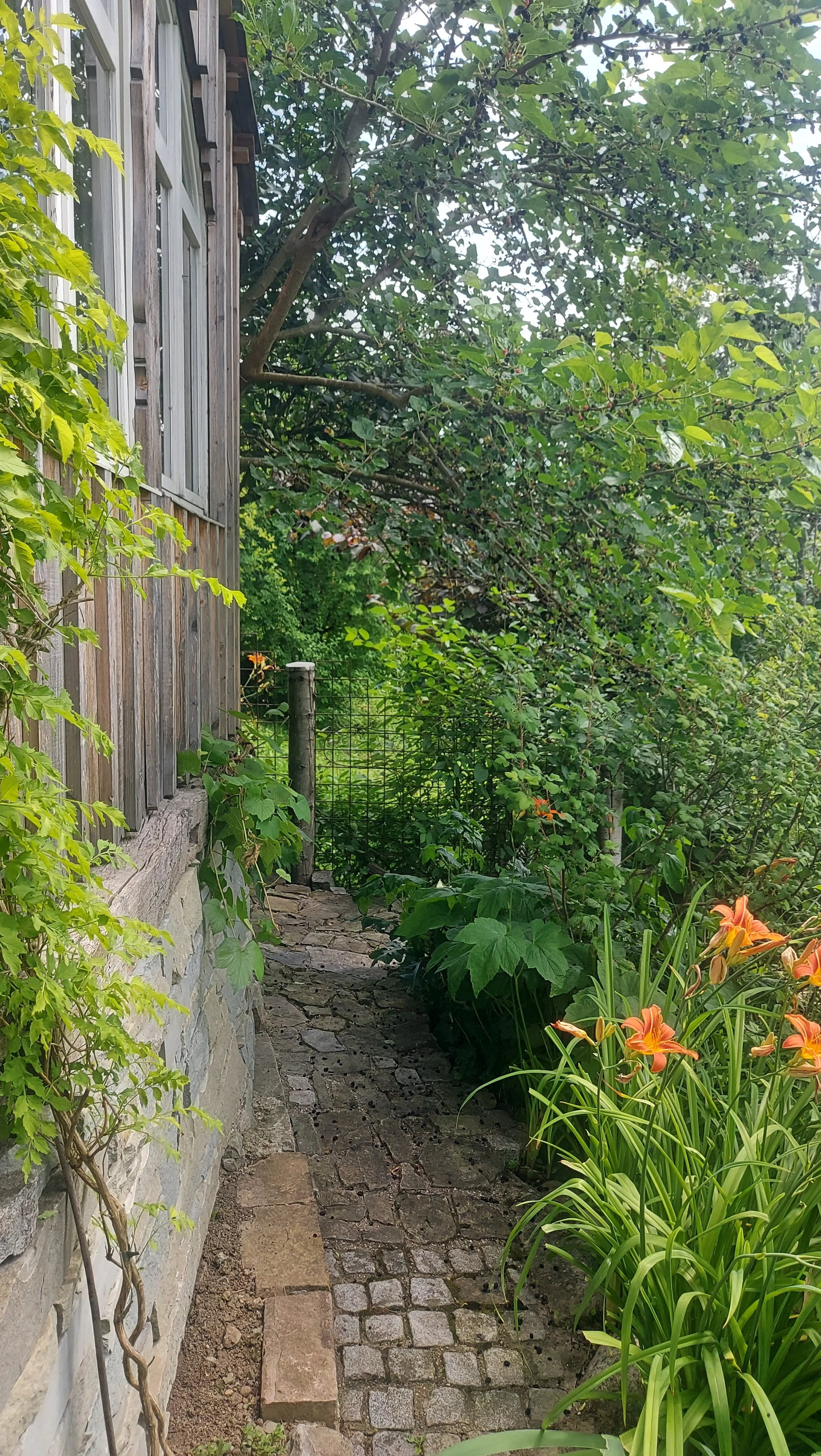 Ein schmaler, gepflasterter Gartenweg, flankiert von grünen Pflanzen und Blumen, neben einem Haus mit Holzwand und Fenster, umgeben von Bäumen und einer Gartenhecke.
