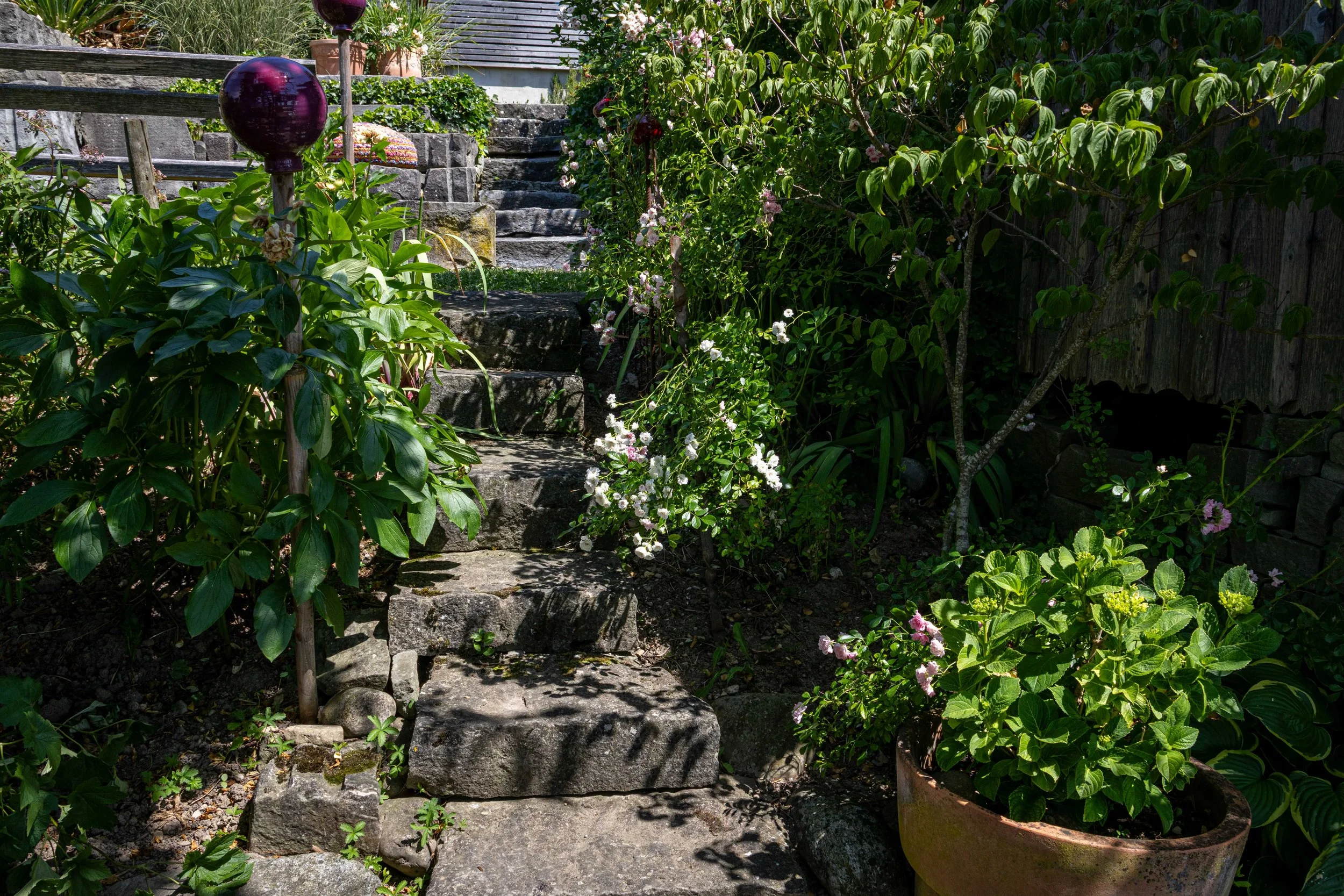 Garten mit Stein- und Holztreppe, viele blühende Pflanzen und Sträucher, eine große Tonvase mit Pflanze, sonnig.