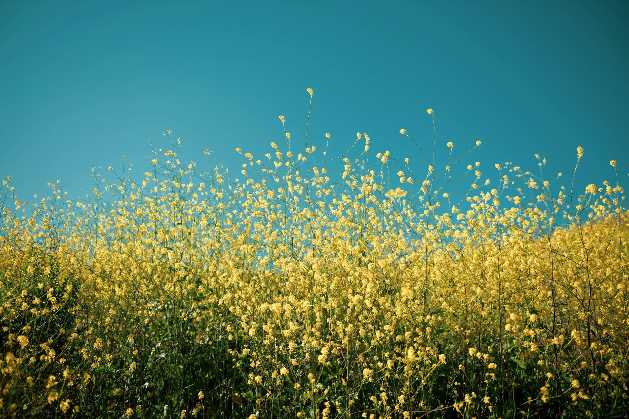 Field of yellow flowers under a clear blue sky.