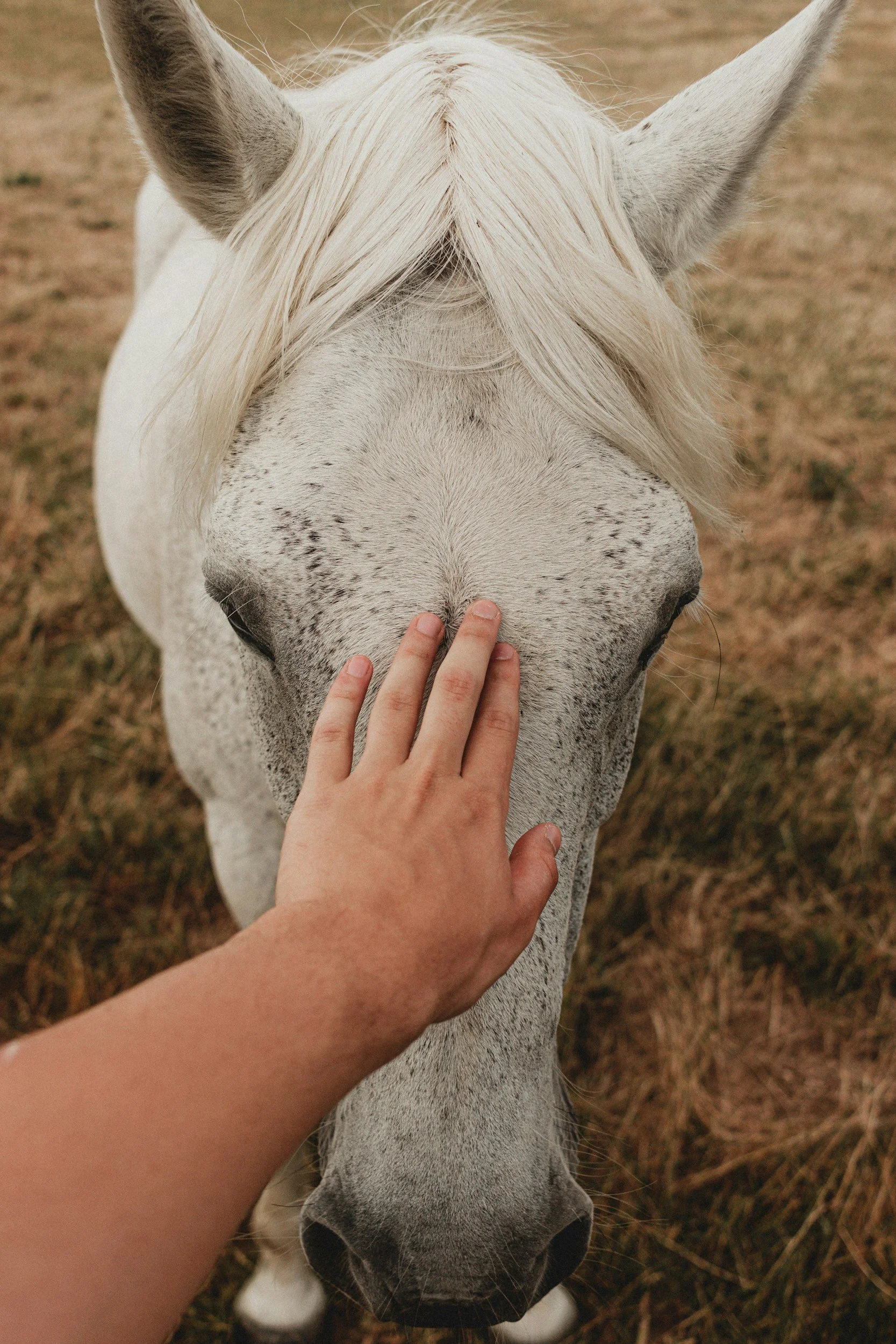 A person reaching out to touch the face of a white horse with a gray mane, standing on a grassy field.