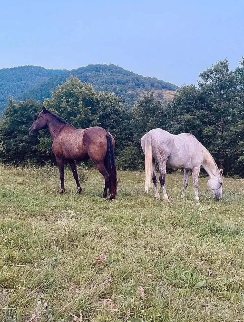 Two horses, one dark brown and the other light gray, grazing on a grassy field with trees and mountains in the background.