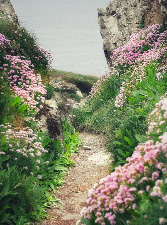 L'alquímia de les Flors