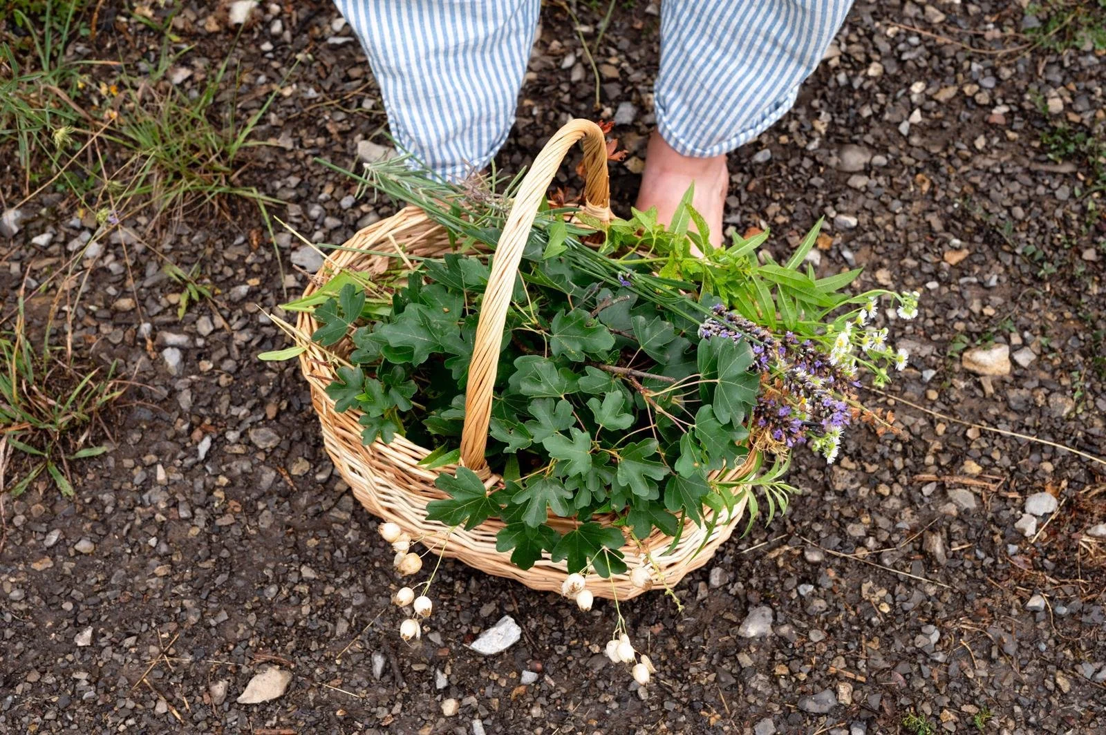 Person wearing blue and white striped pants standing on gravel ground, holding a woven basket filled with various green plants and flowers.