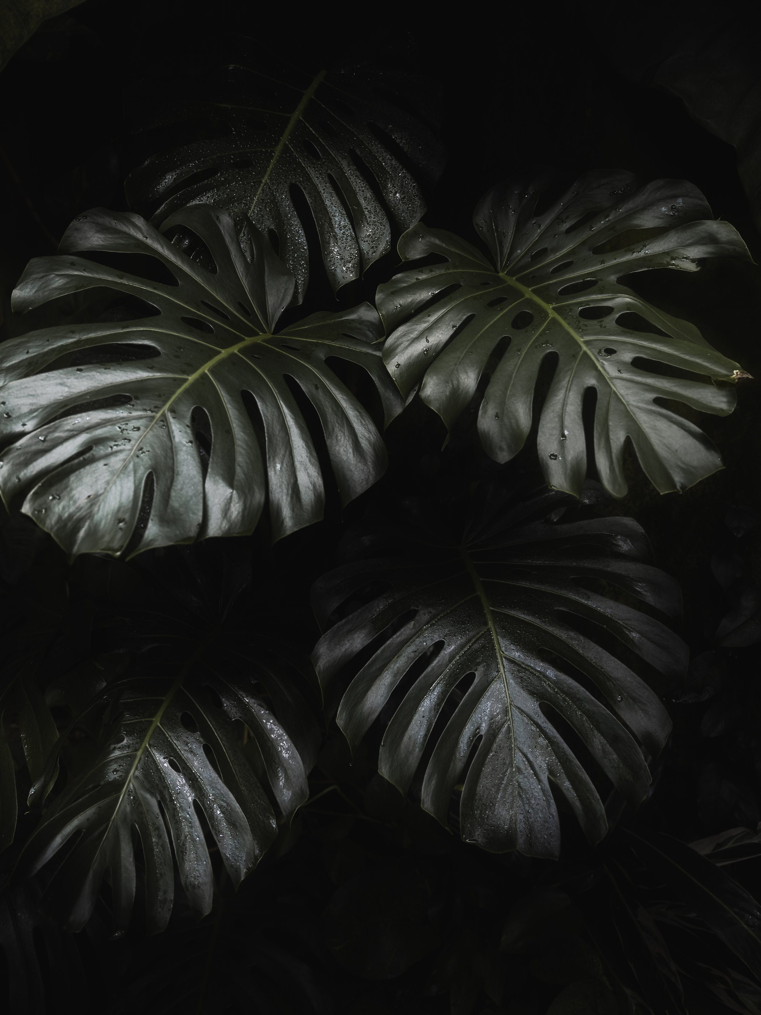 KEW WEB-2.jpg