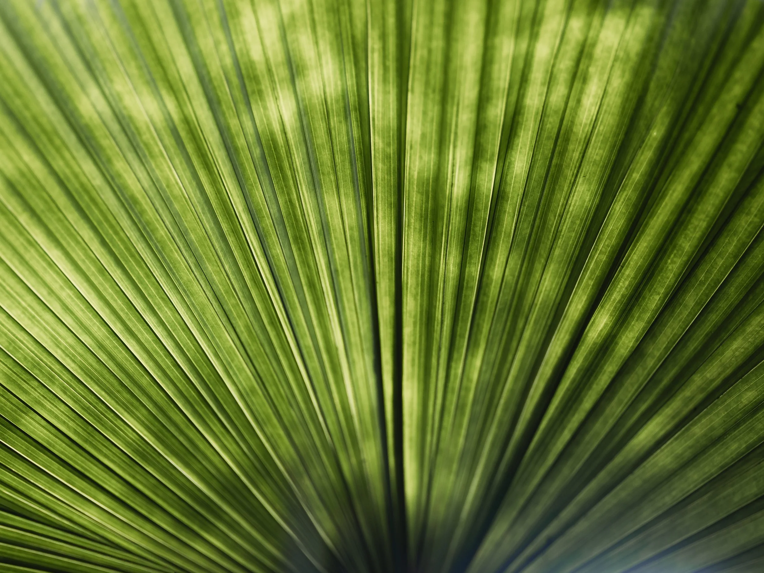 Kew Gardens