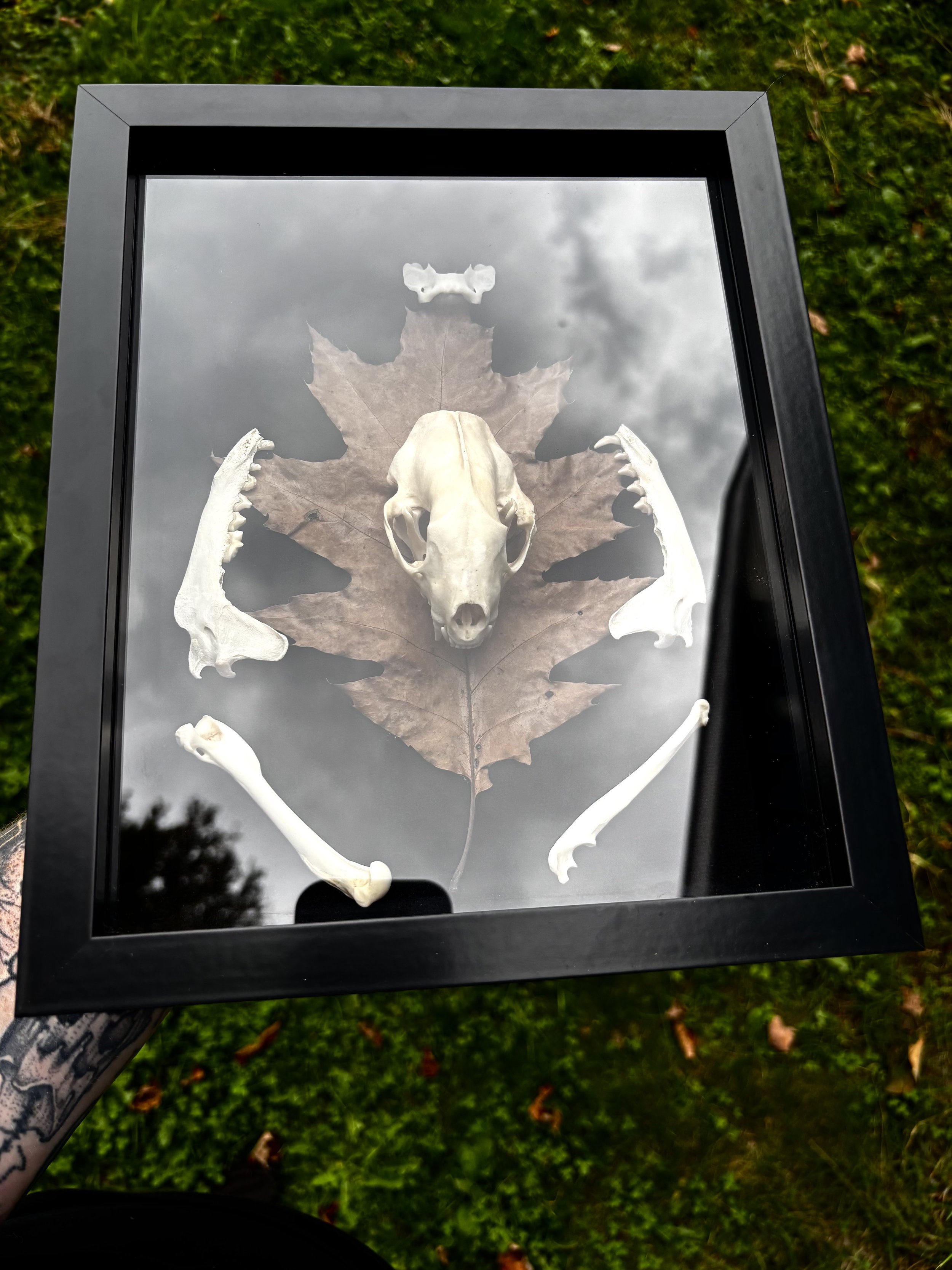 Skunk skull on an oak leaf