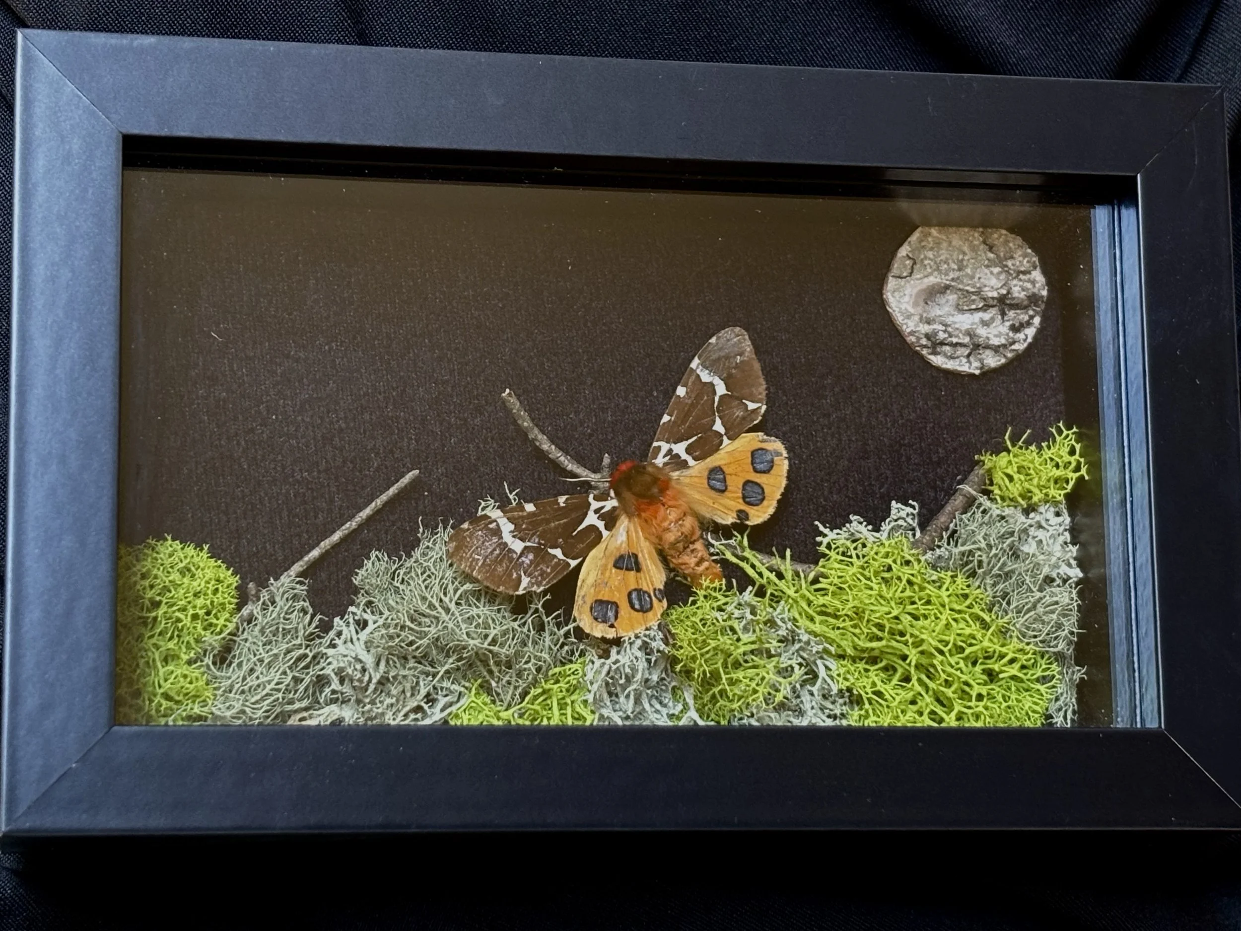 Garden tiger moth with a birch bark moon