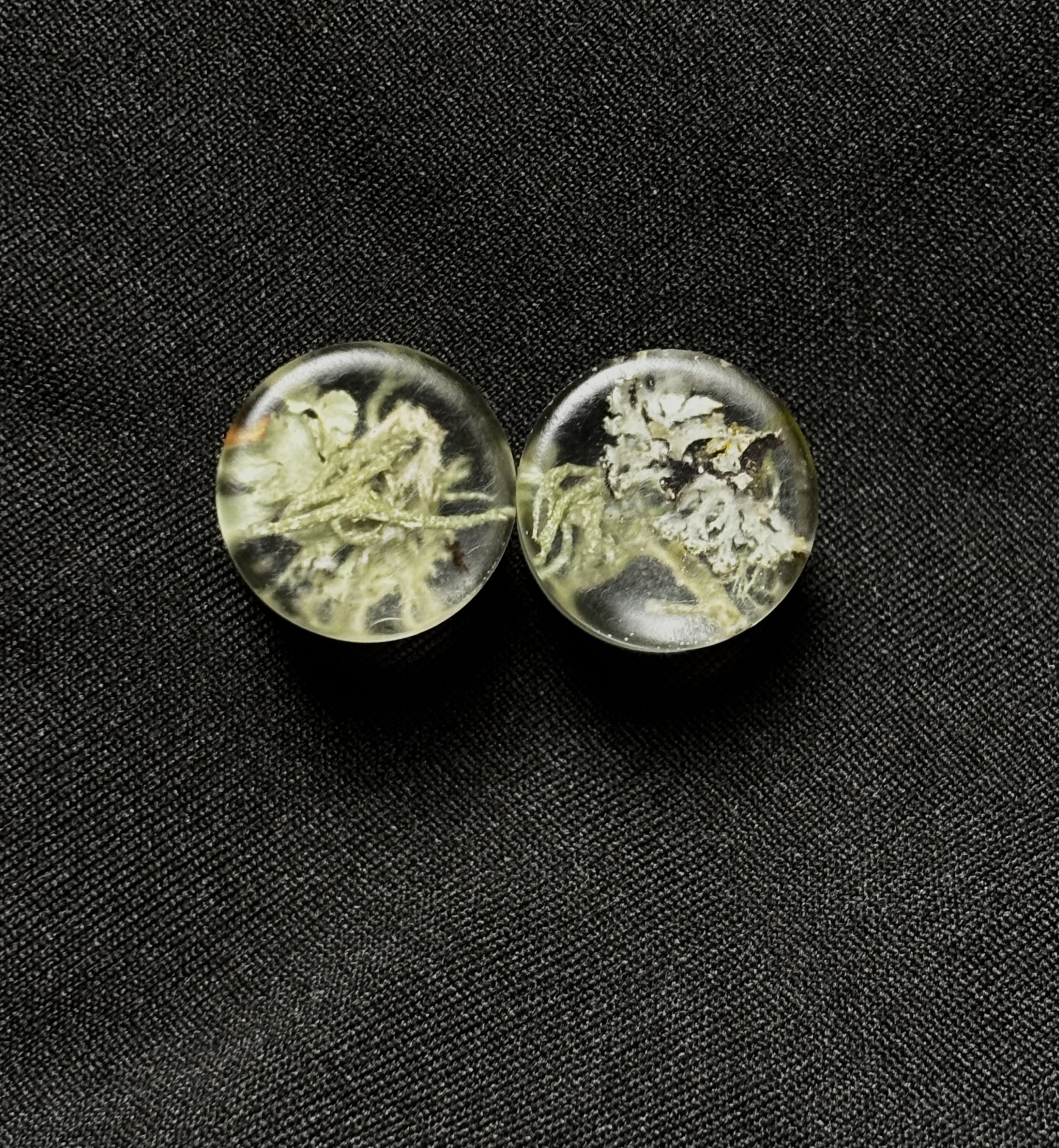 9/16in plugs with moss and lichen