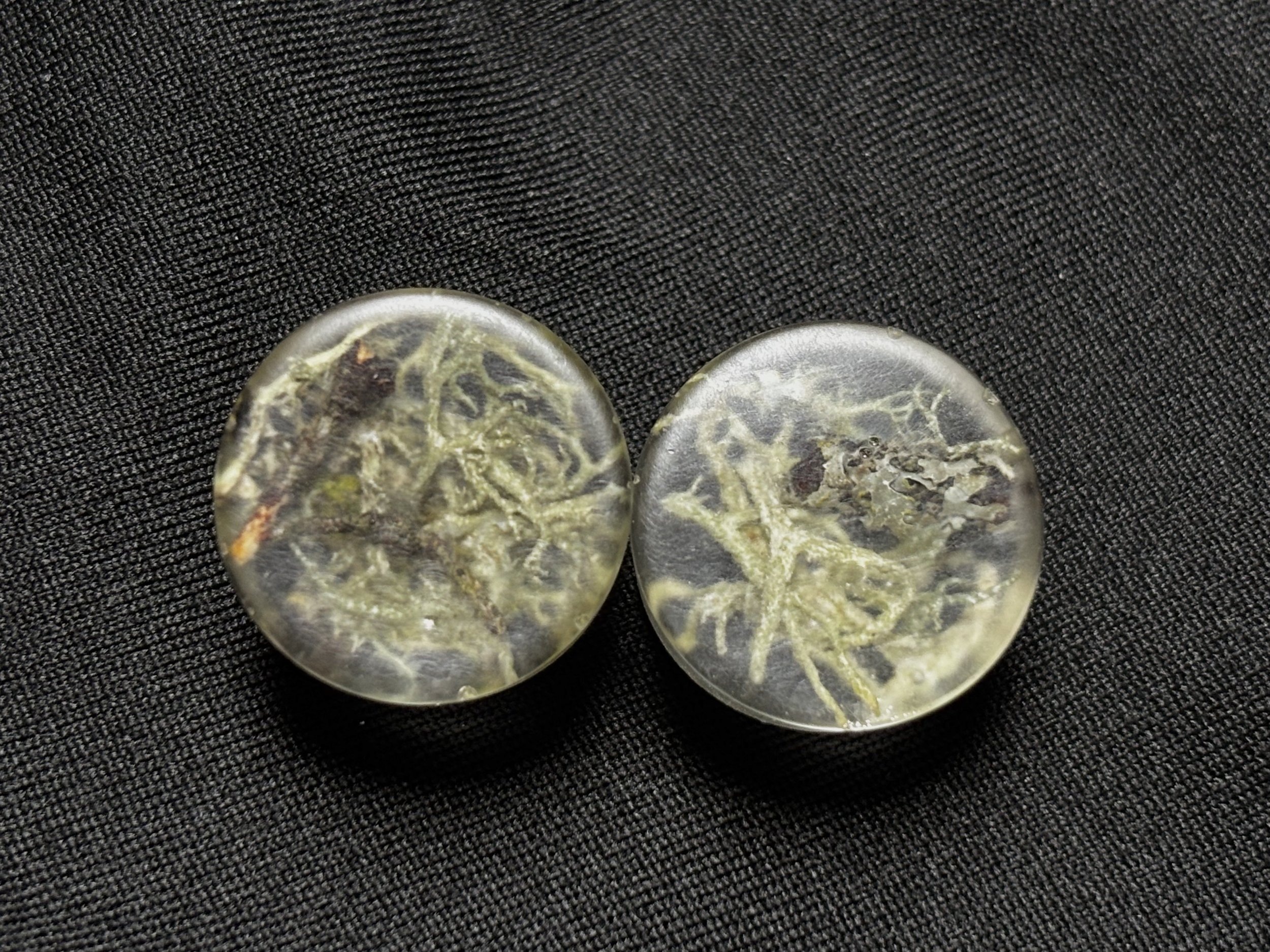 11/18in plugs with moss and lichen