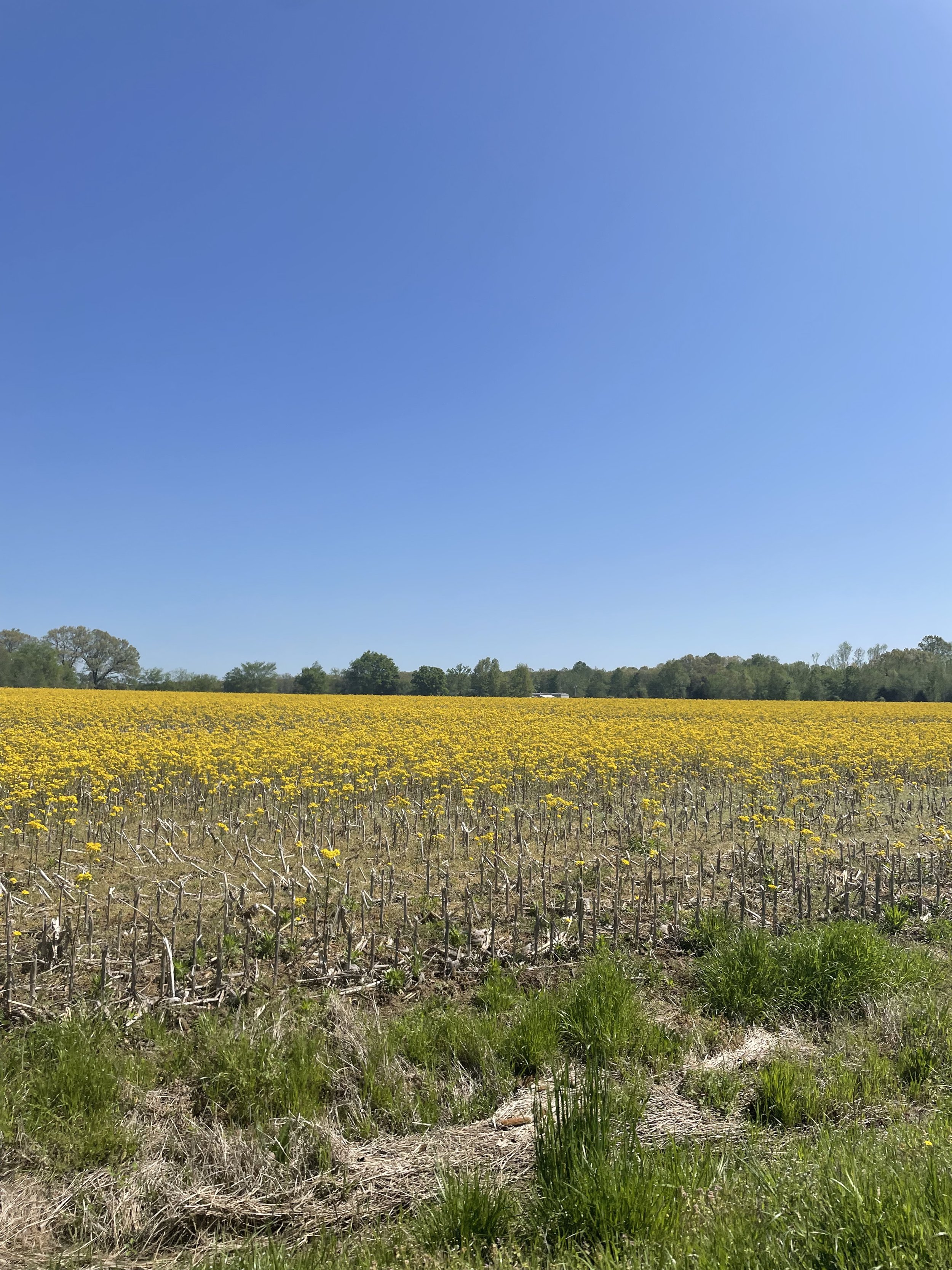 A field of yellow flowers, likely sunflowers, with a clear blue sky above and some trees in the background.