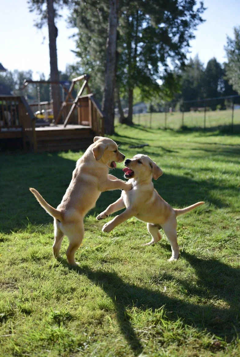 Two playful puppies fighting in a grassy backyard with trees and a wooden deck in the background.