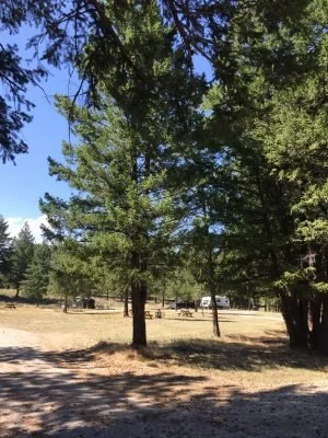 A park or forest clearing with tall pine trees and a partly cloudy blue sky.