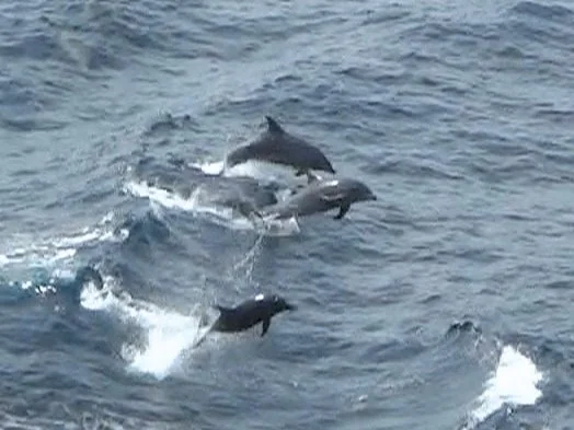 Dolphins playing in the wake, somewhere in the Pacific.