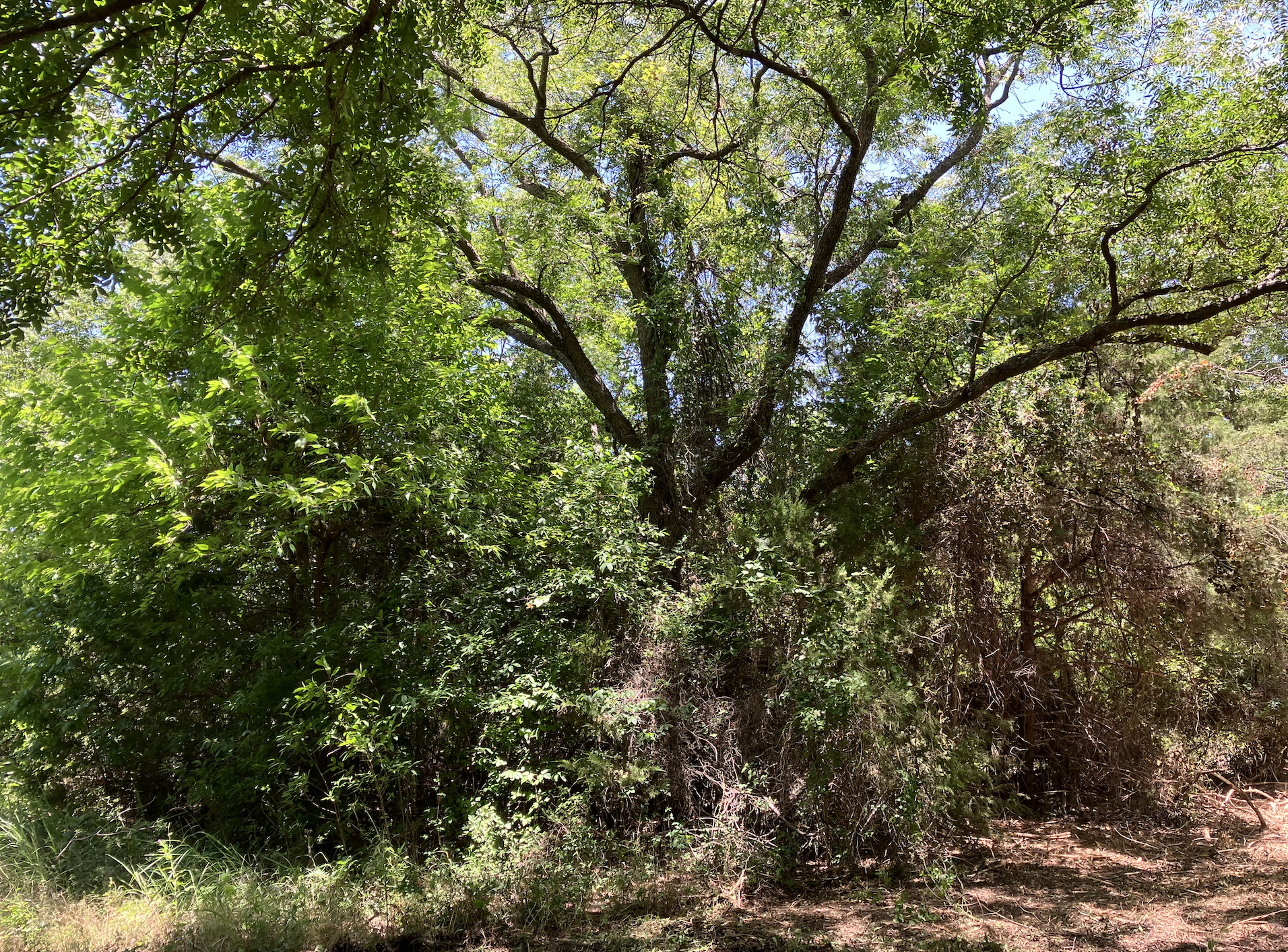 Image of a lush green forest with several trees, branches, and leaves, sunlight filtering through the canopy, and a dirt pathway in the lower portion.