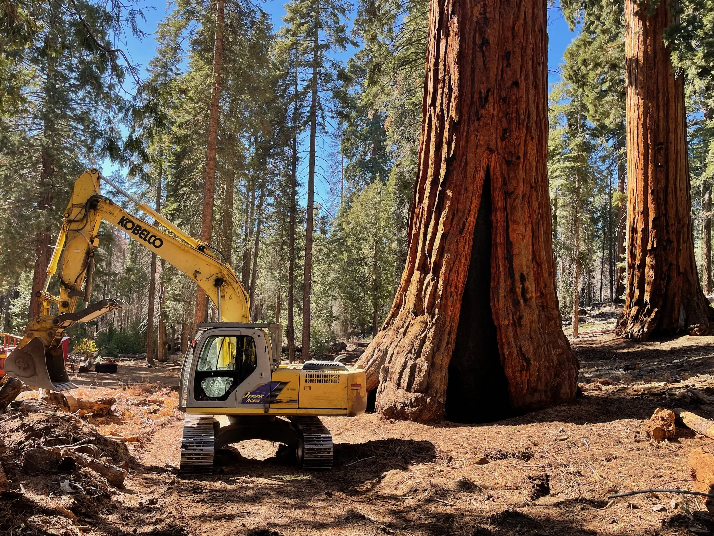 A yellow excavator works on a forest clearing among large trees, likely for logging or land development, under a clear blue sky.