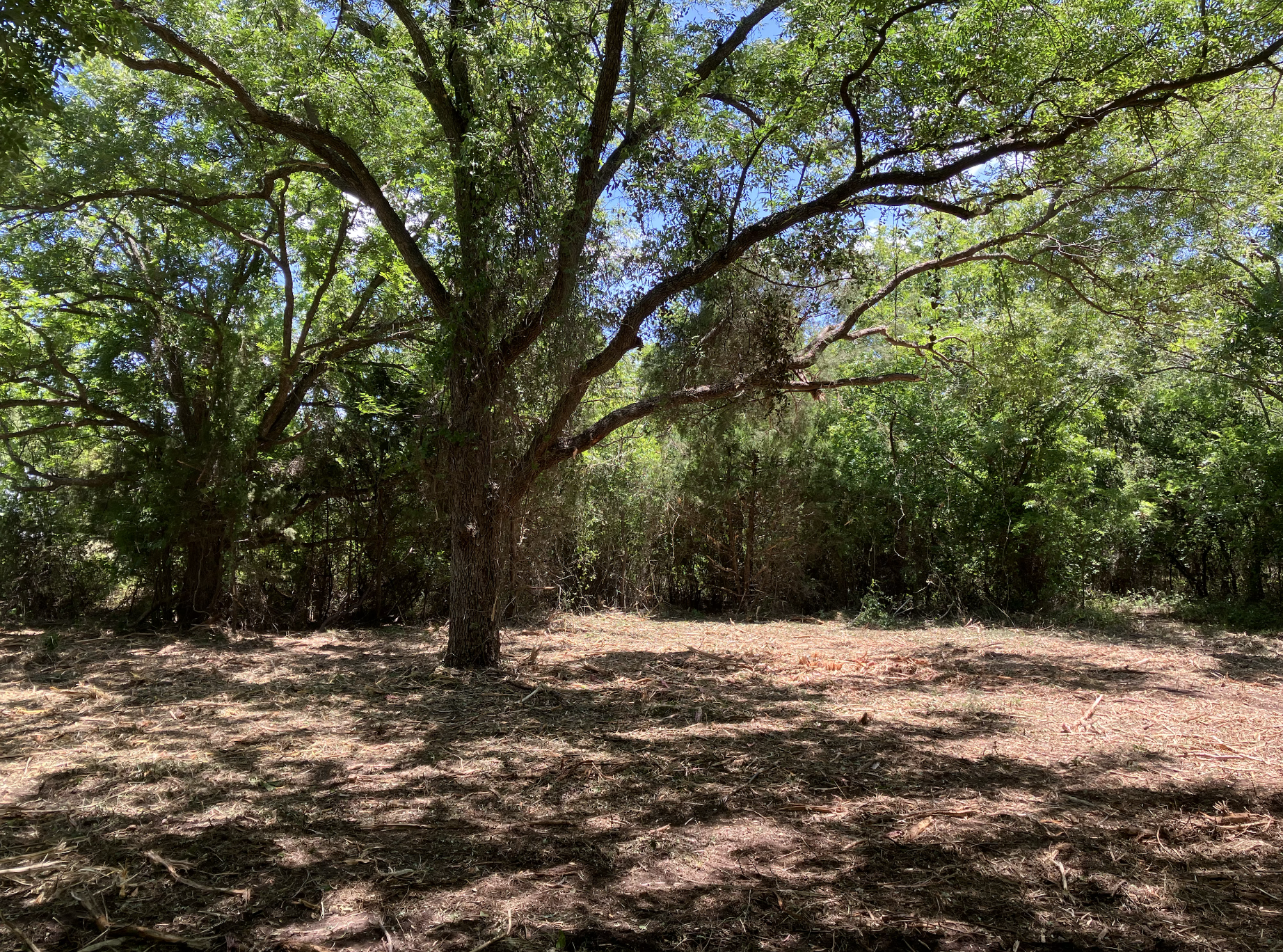 A large tree with green leaves stands in a sunlit clearing, with a forest of trees in the background and shadows on the ground.