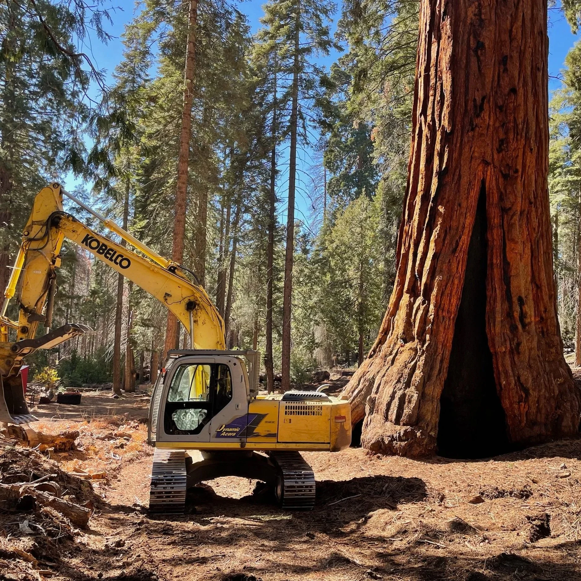 A large redwood tree in a forest with construction equipment, including a yellow excavator and a bobcat, working near the tree. The forest has tall trees with green foliage and a blue sky overhead.