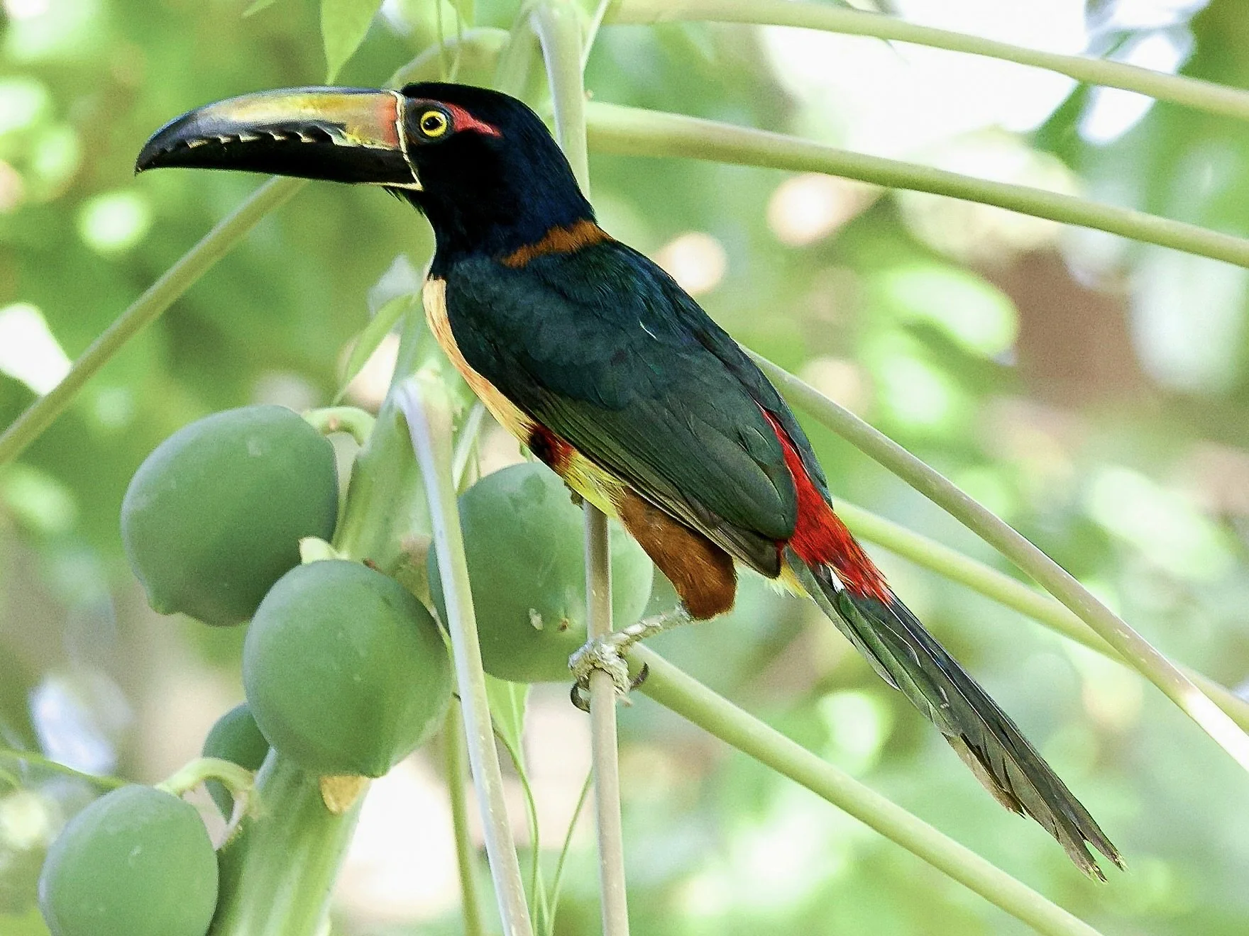 Papaya Bandit