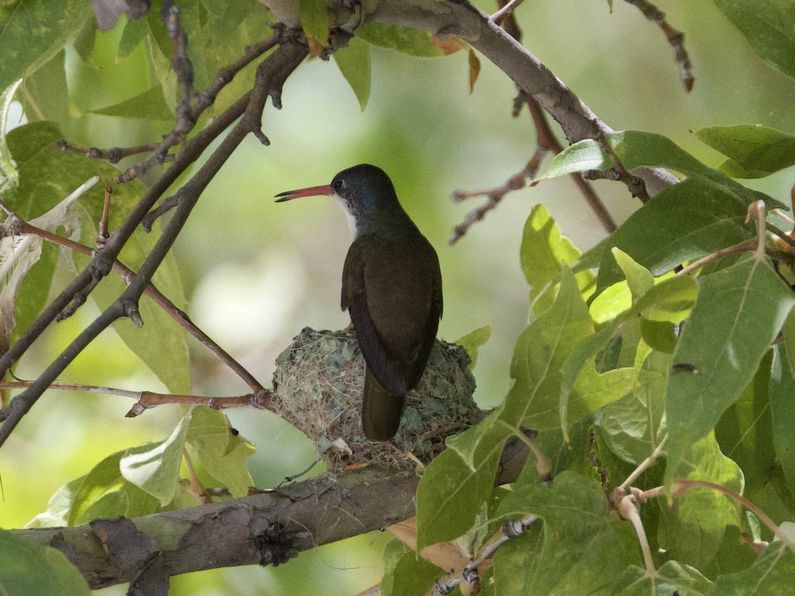 Hummingbird Hunt