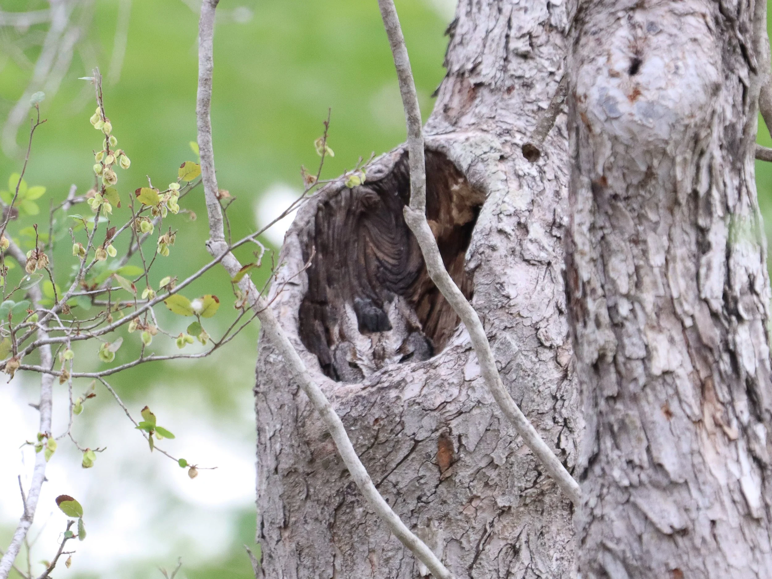 Find the Owl