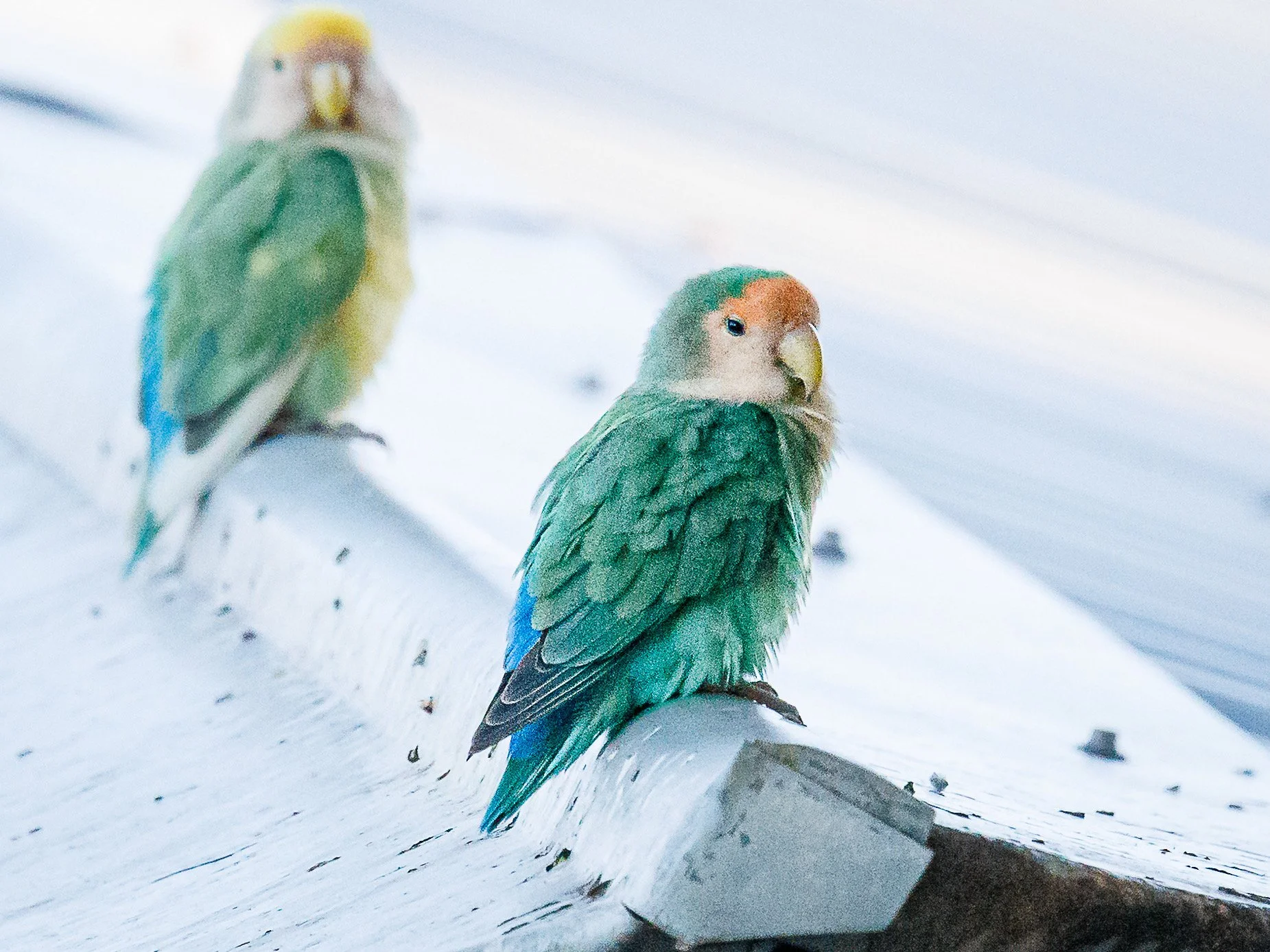 Yes, There Really is a Lovebird