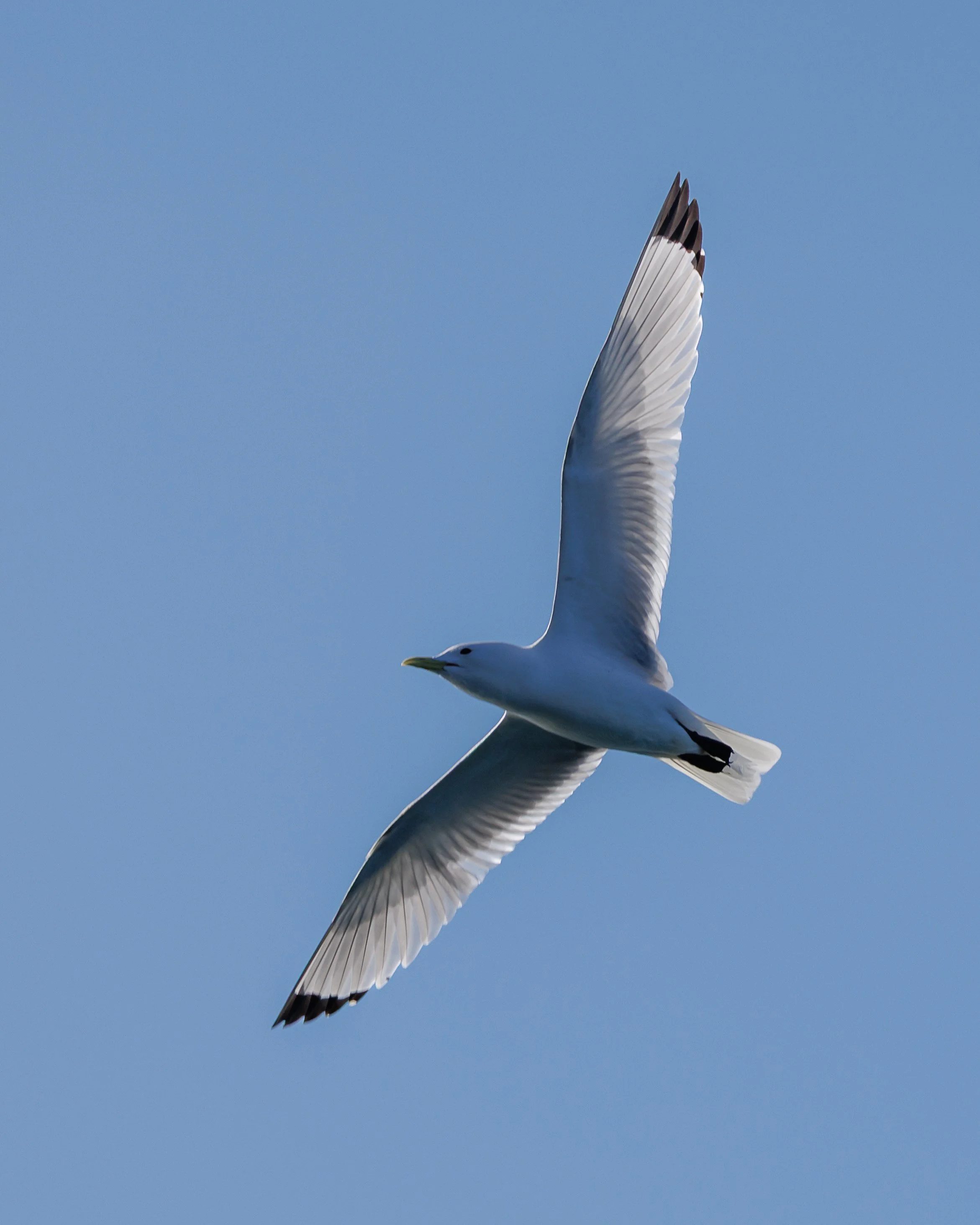 IMG_2109.jpeg