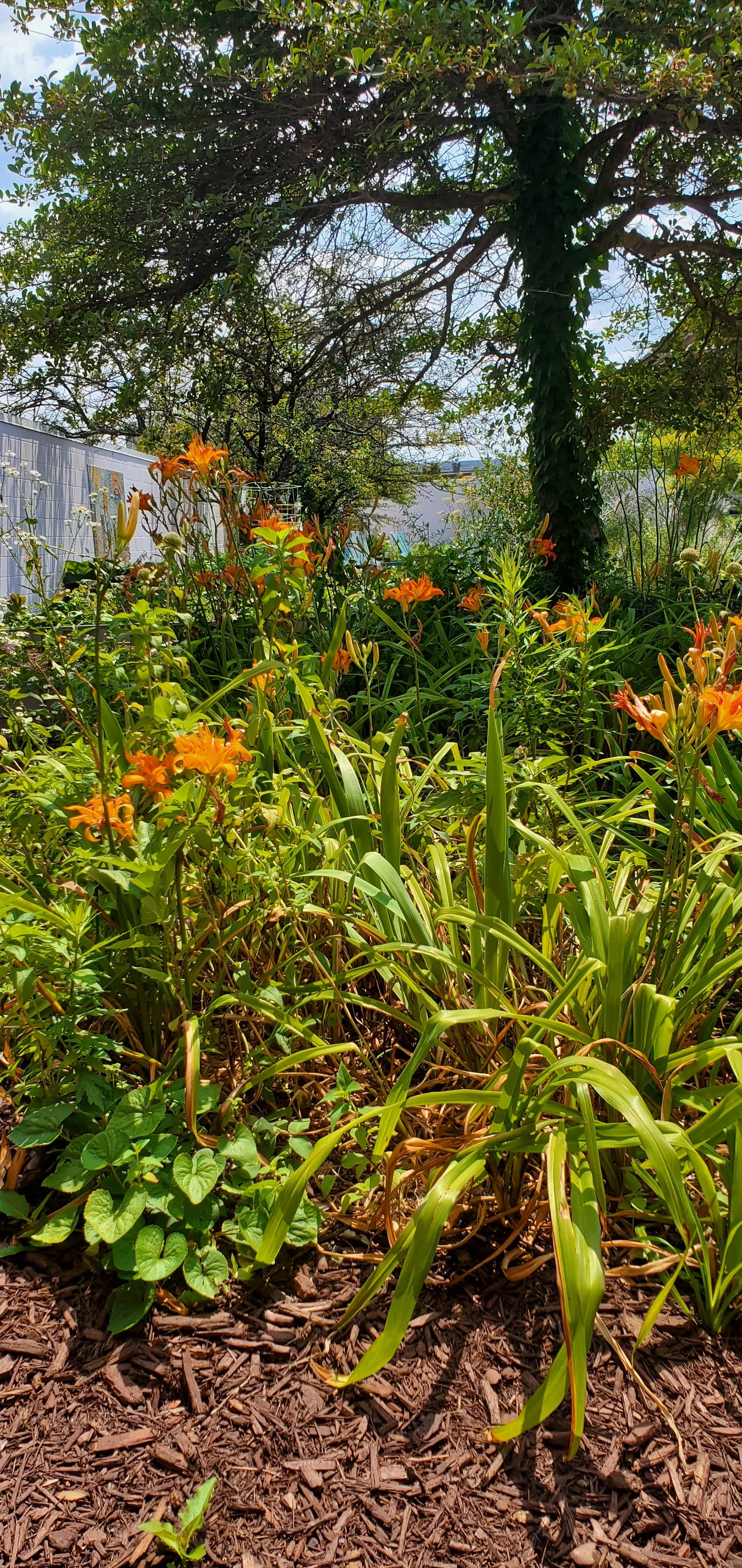 A lush garden scene with orange daylilies, green foliage, and a large leafy tree overhead, with wood mulch covering the ground.