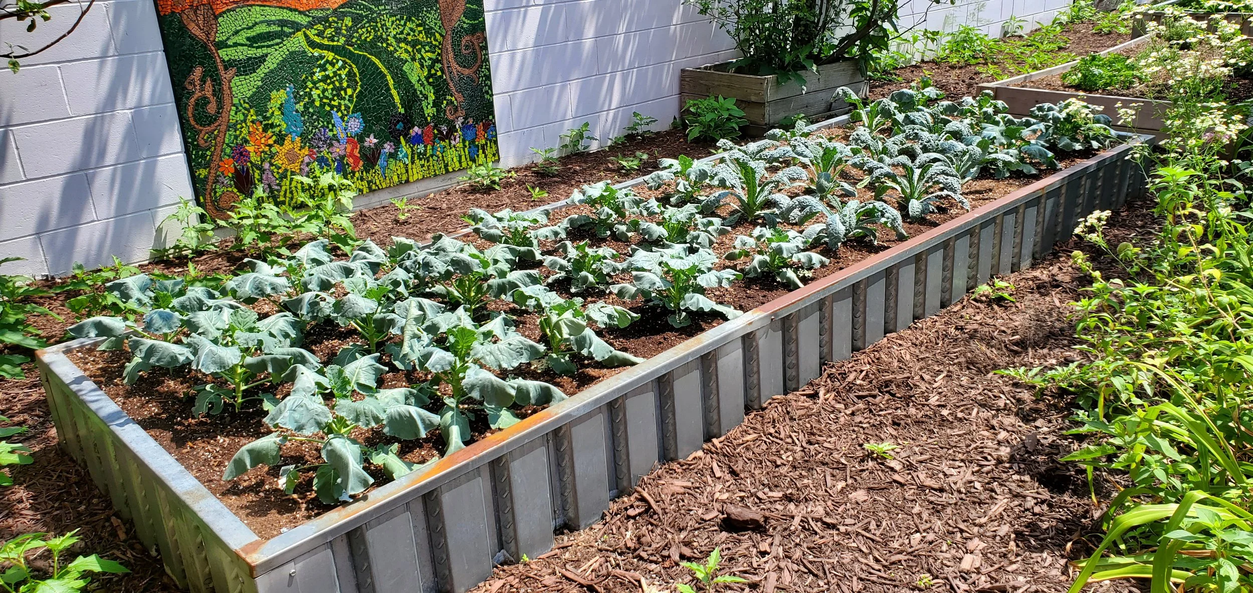 A raised garden bed filled with leafy green plants, possibly kale or collard greens, next to a white painted brick wall with a colorful mosaic artwork hanging on it. The garden bed is located in a well-maintained outdoor garden with mulch on the ground, and there are other plants growing nearby.