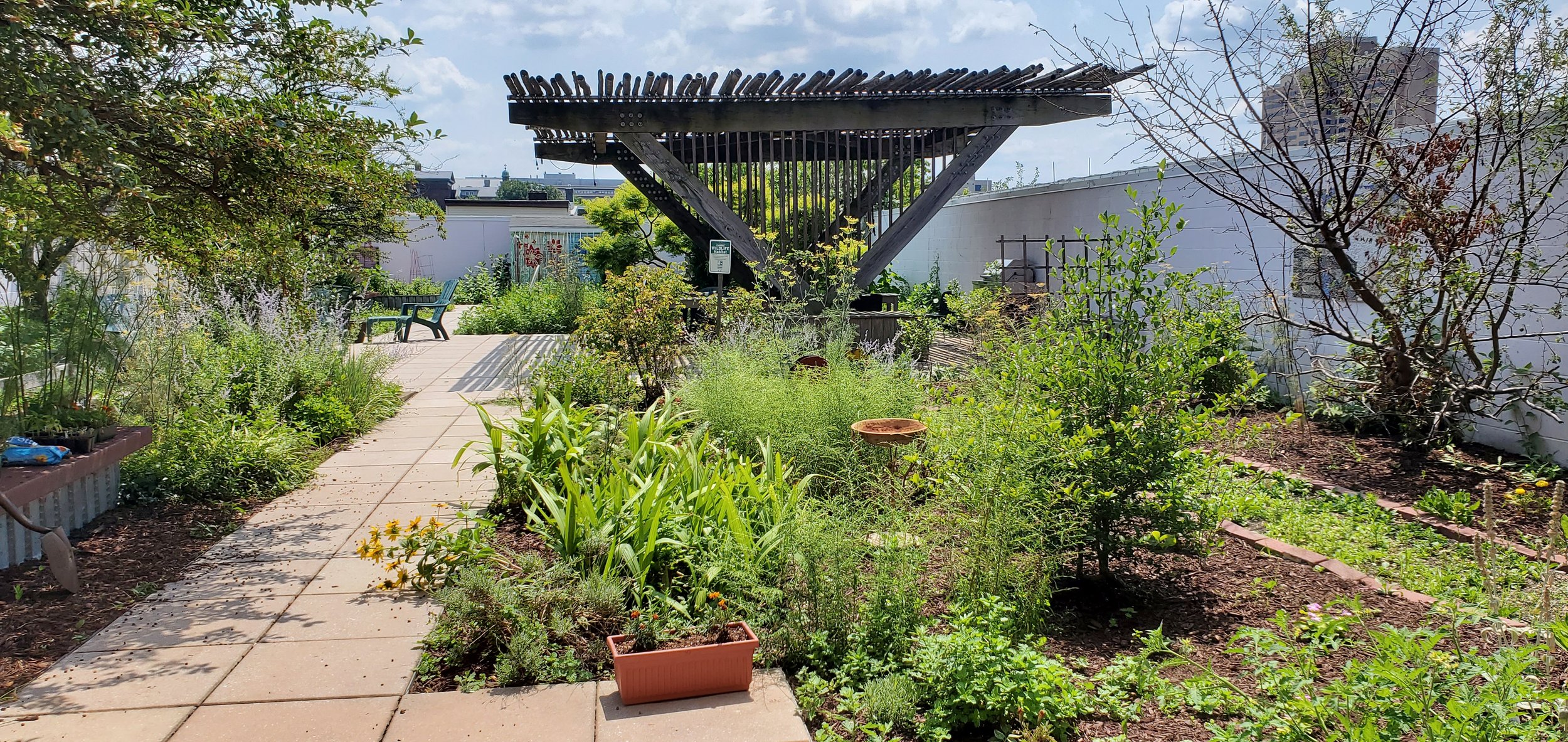 A lush urban garden with a concrete pathway leading to a wooden pergola structure, surrounded by various green plants, shrubs, and flowering plants, with a city skyline visible in the background.
