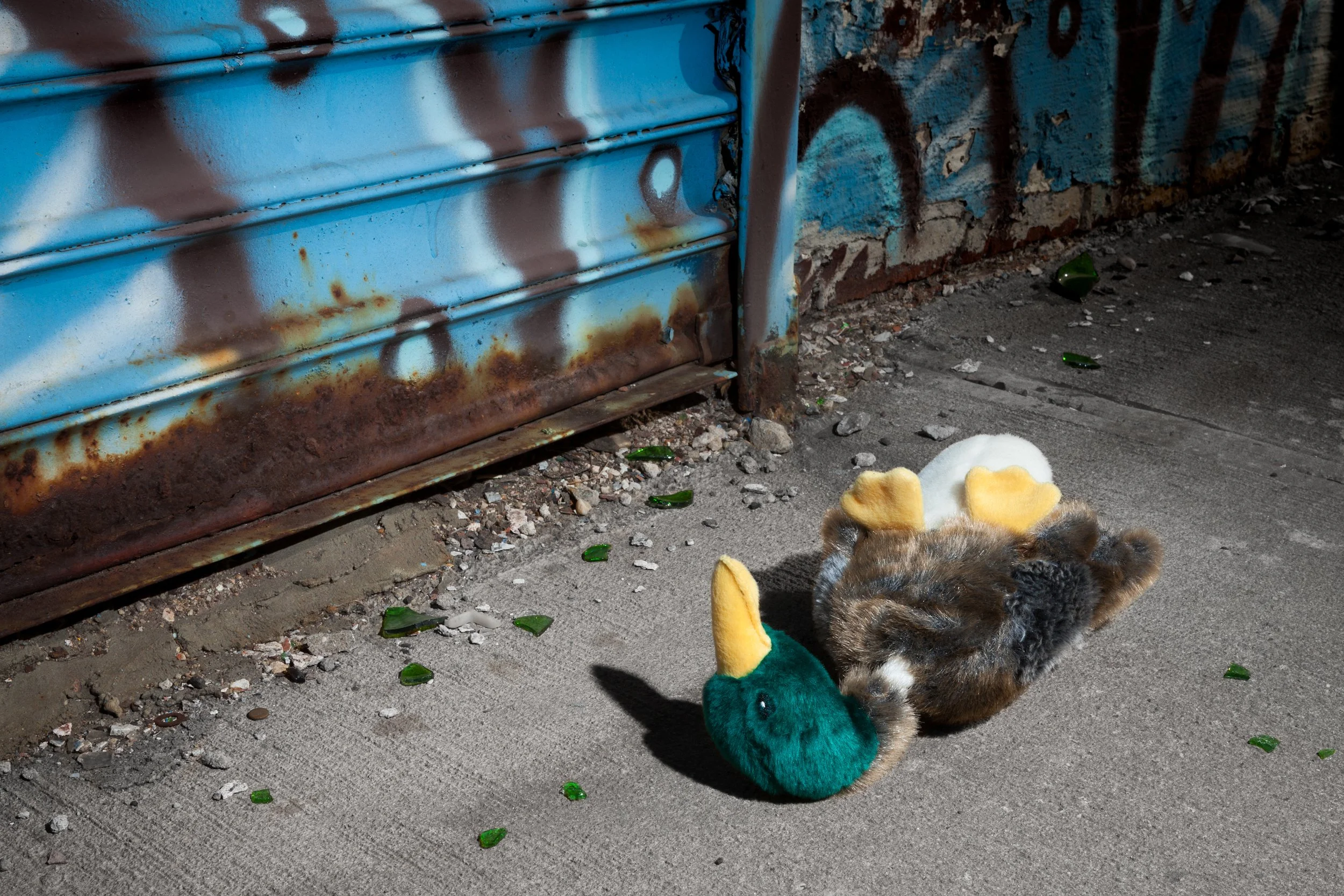 Duck