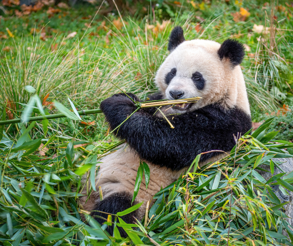 When You Get Lost Amongst The Bamboo… 