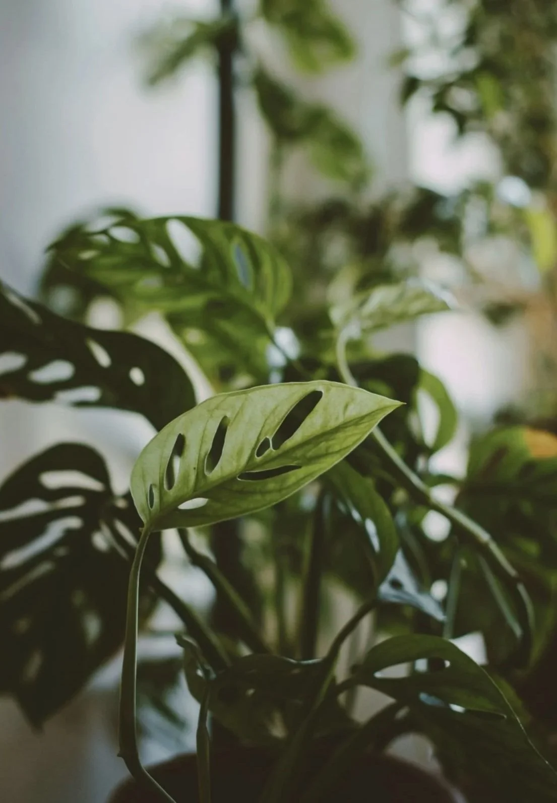 A close-up of a green Monstera plant with split leaves, indoors near a window.