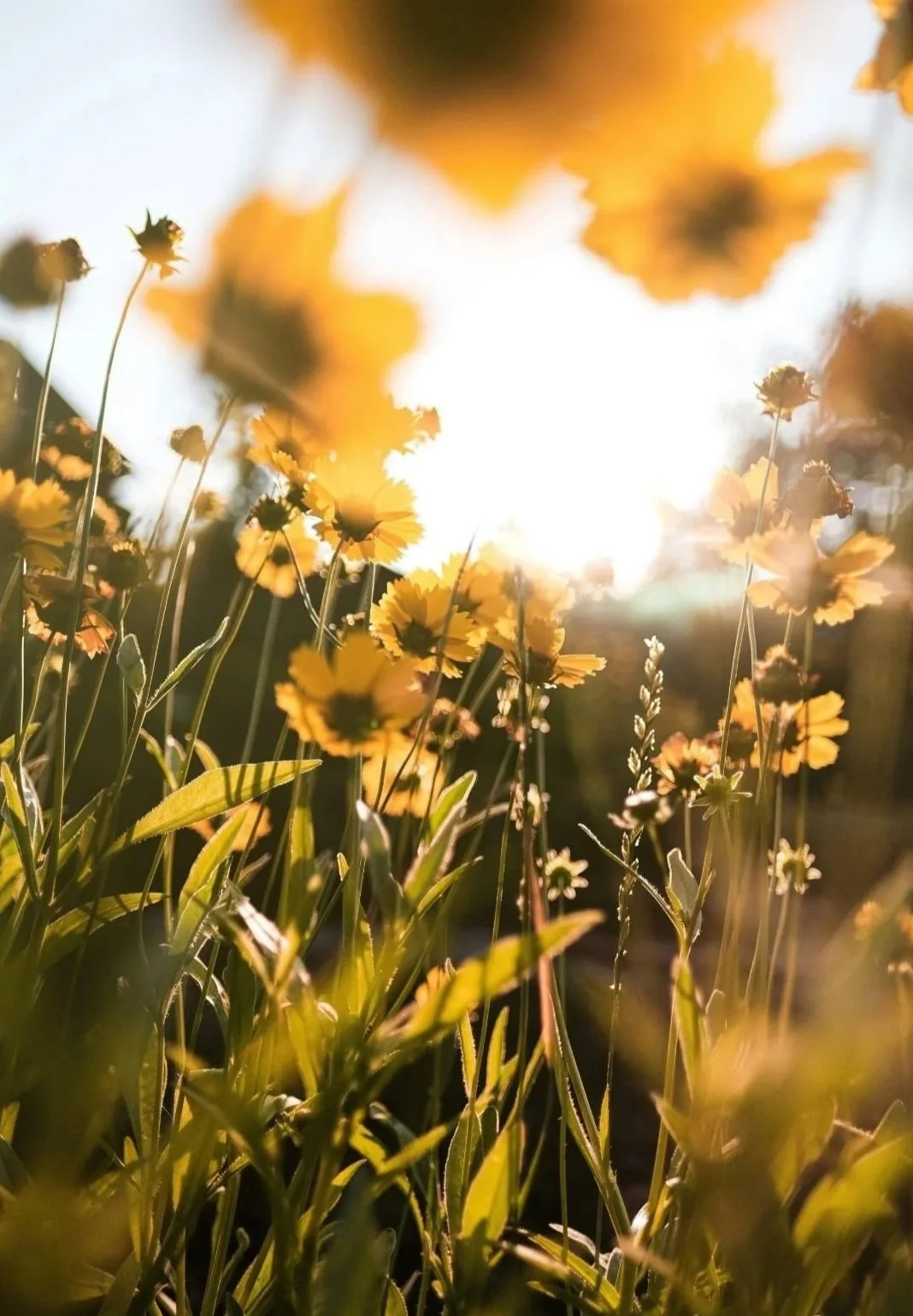 Yellow wildflowers in a field at sunset with sunlight shining through