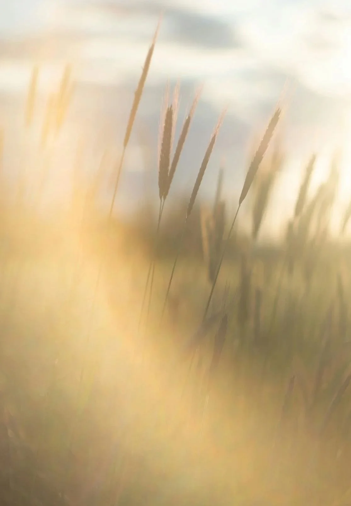 Close-up of tall grass or wheat in a field with a blurred background